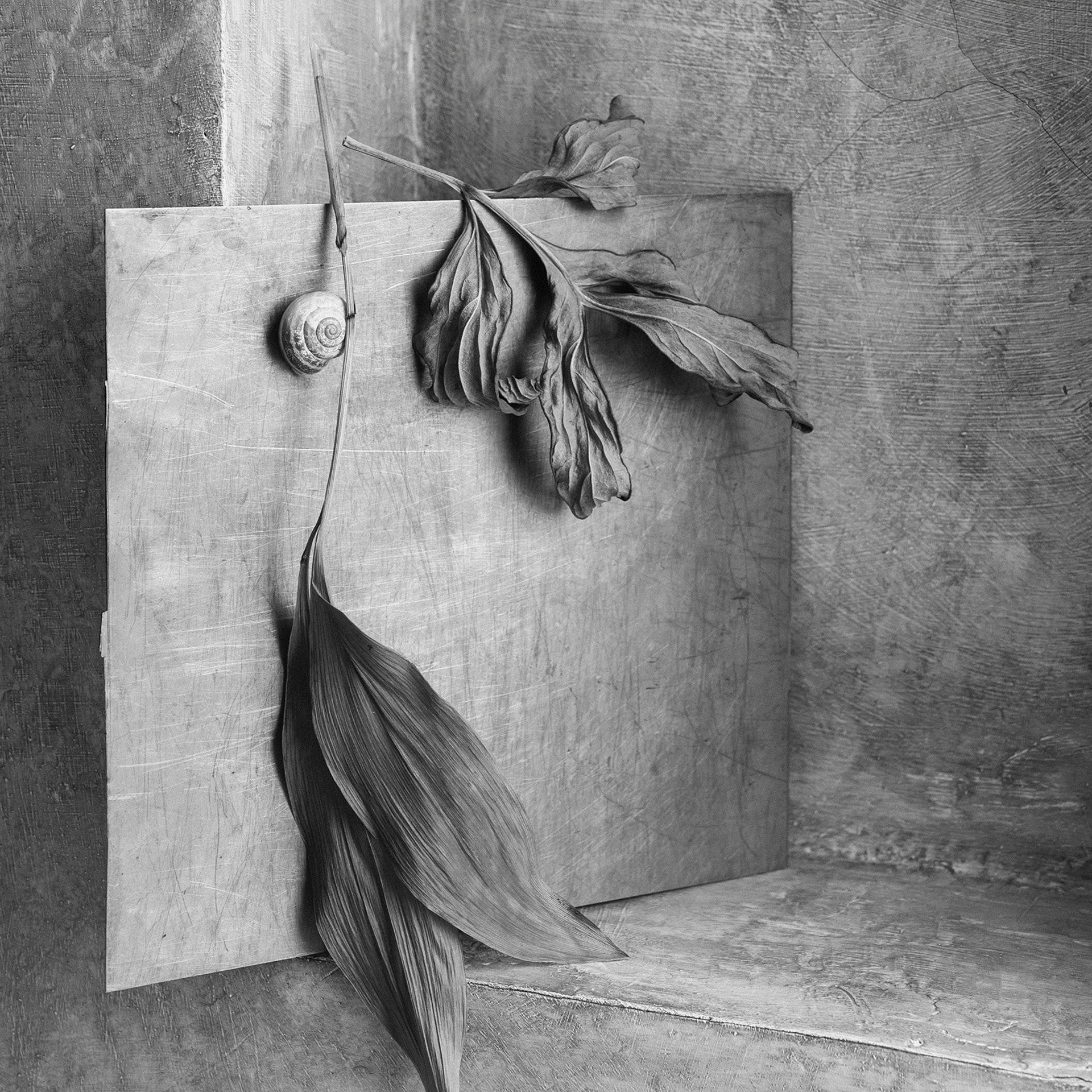 Январь 25. Фотограф Елена Хазина, Рязань