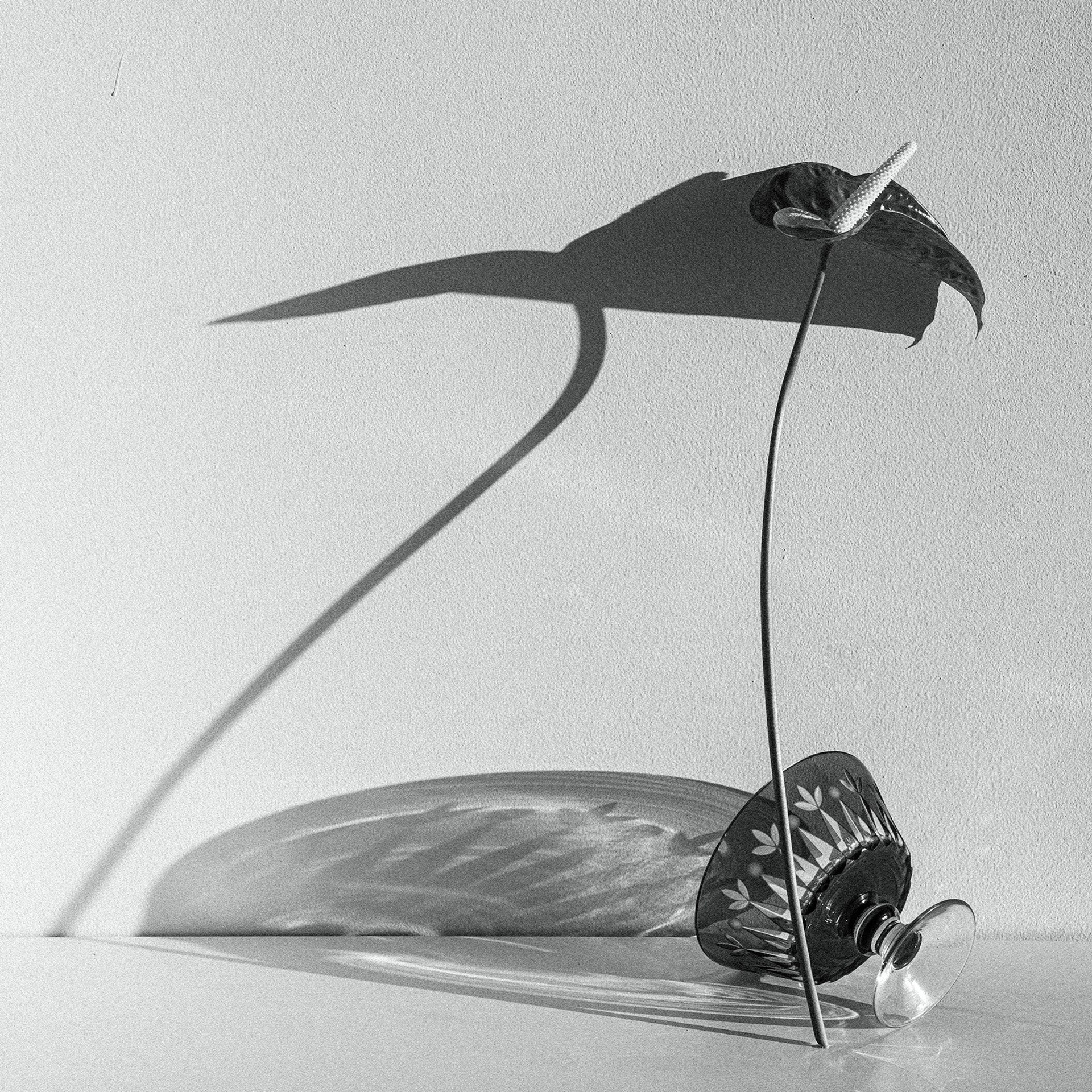 Январь 25. Фотограф Елена Хазина, Рязань