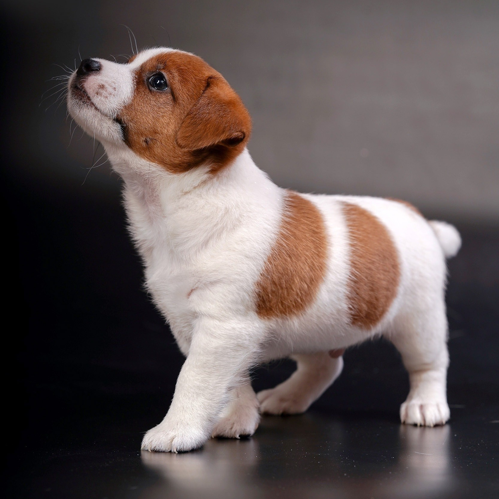 СЪЕМКА СОБАК