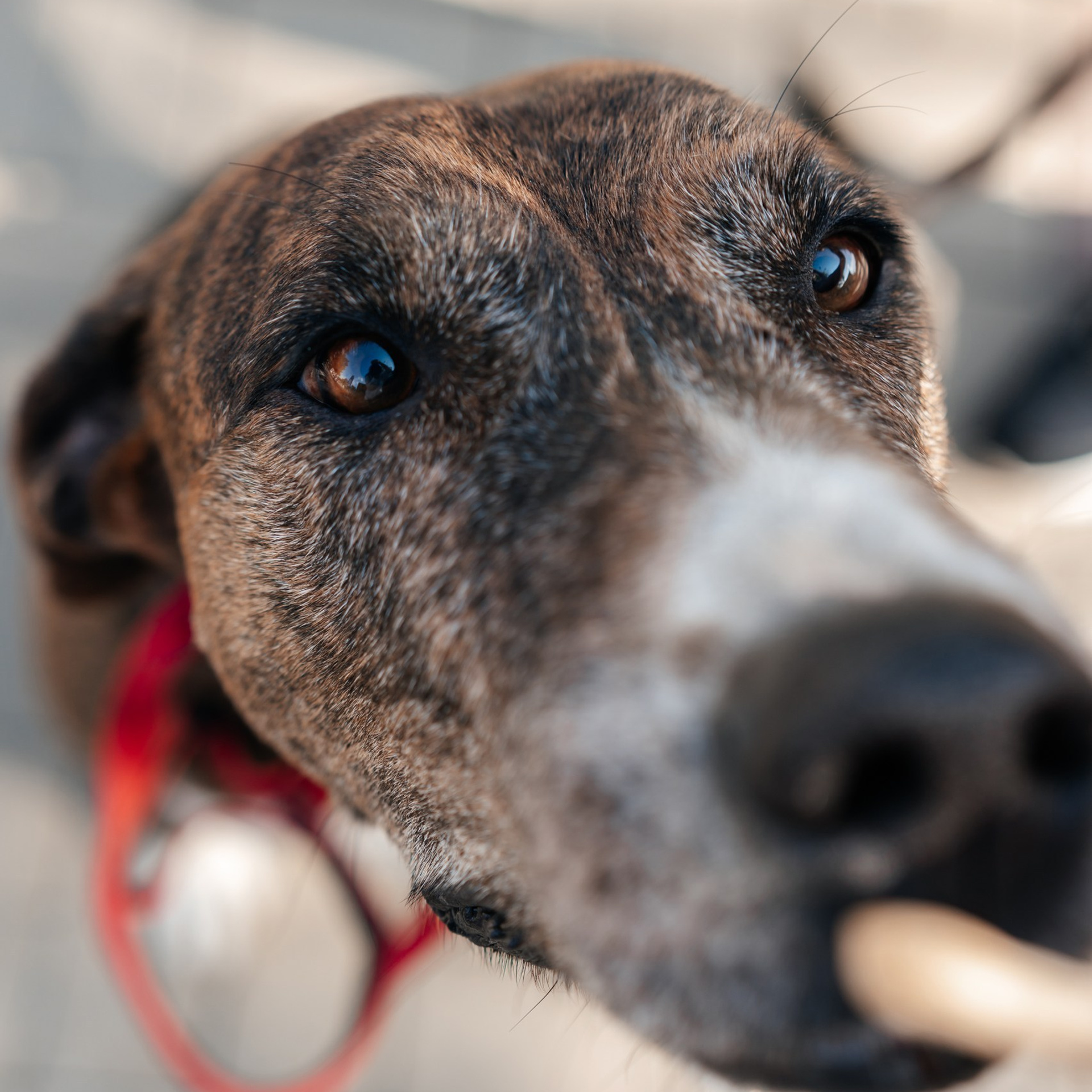 Фотограф Сочи Адлер Красная Поляна Елена Горбачкова