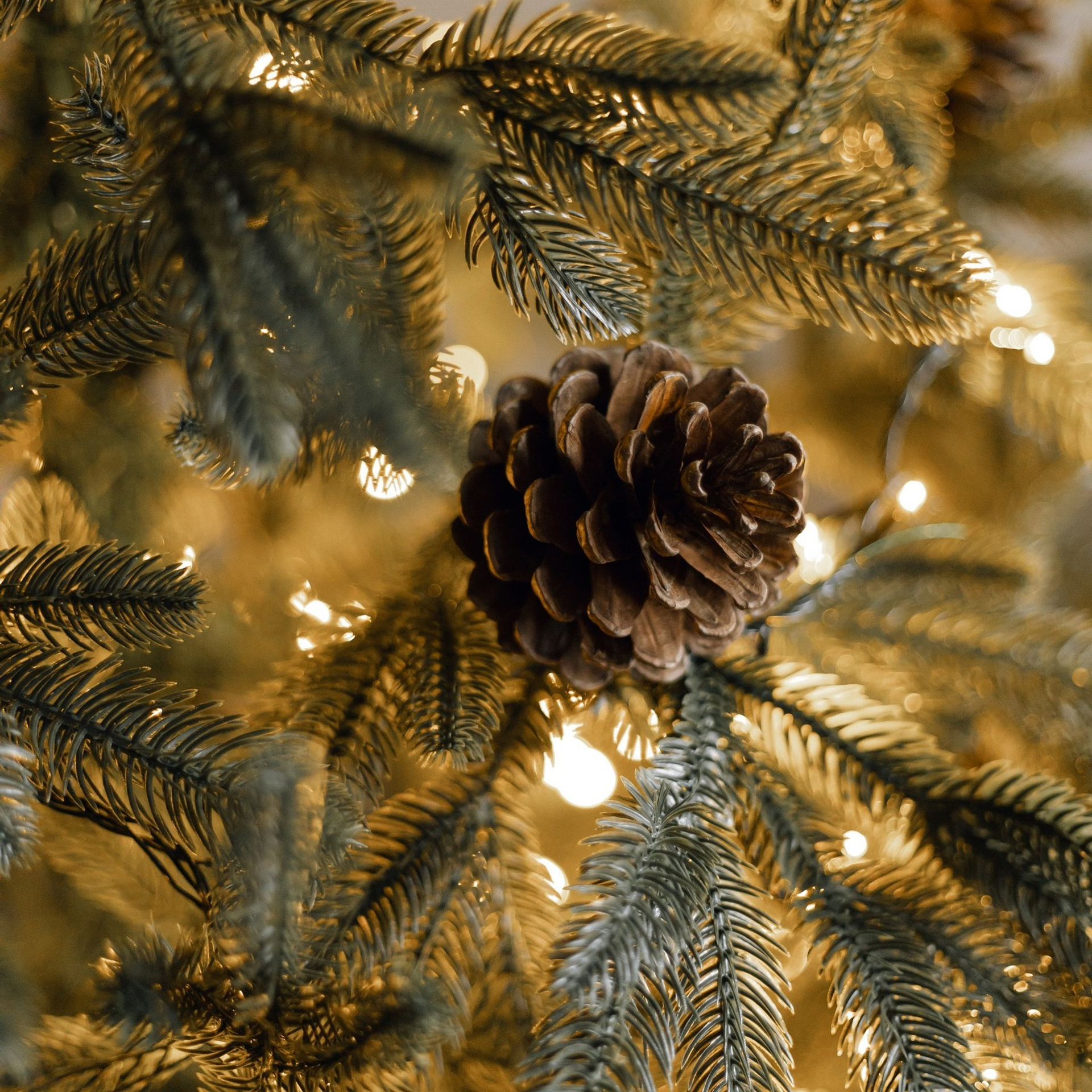 Прайс на новогодние фотосъемки. Свадебный и семейный фотограф Евгения Хомчановская
