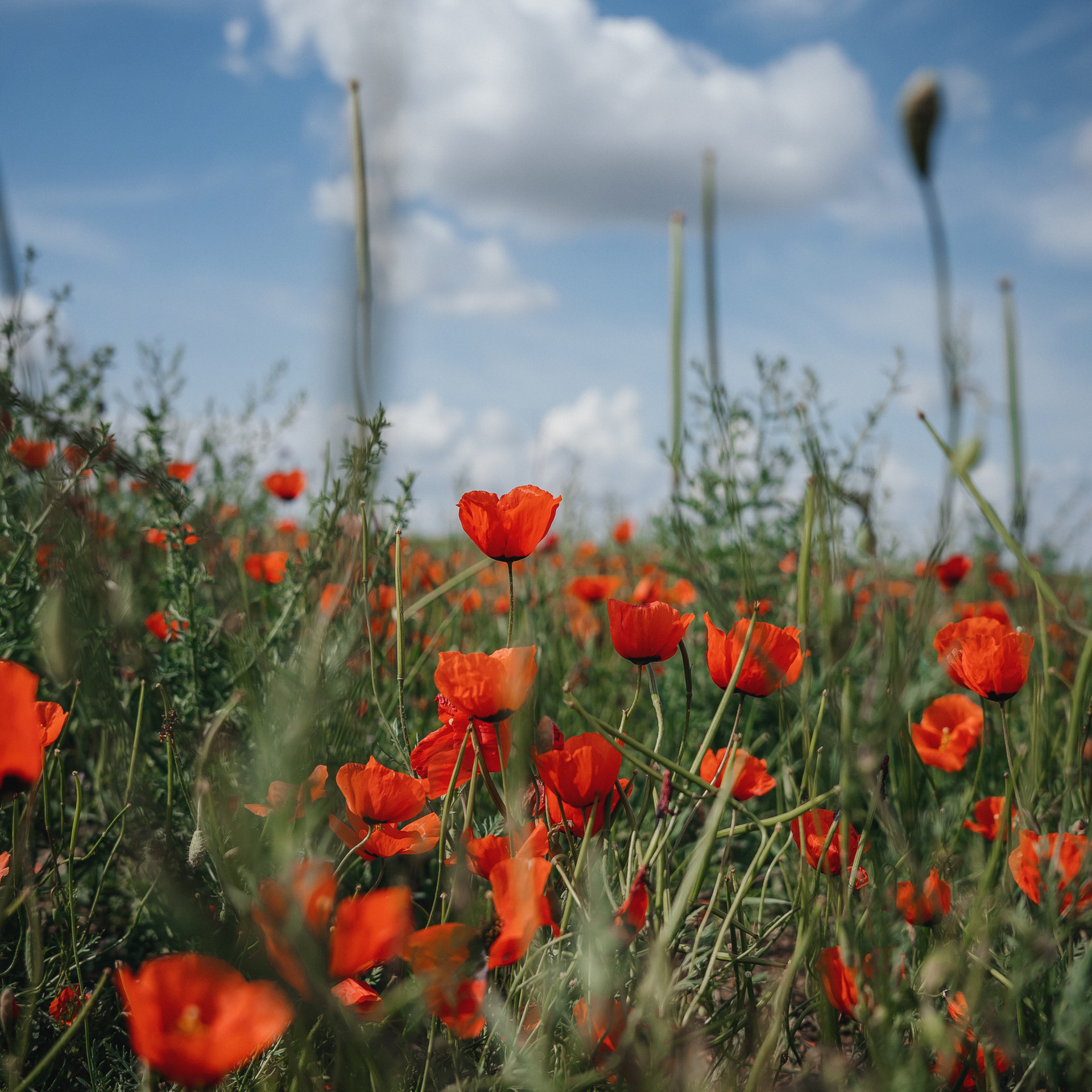 Отзывы. Семейный фотограф в Алматы Анжелика Али Номан