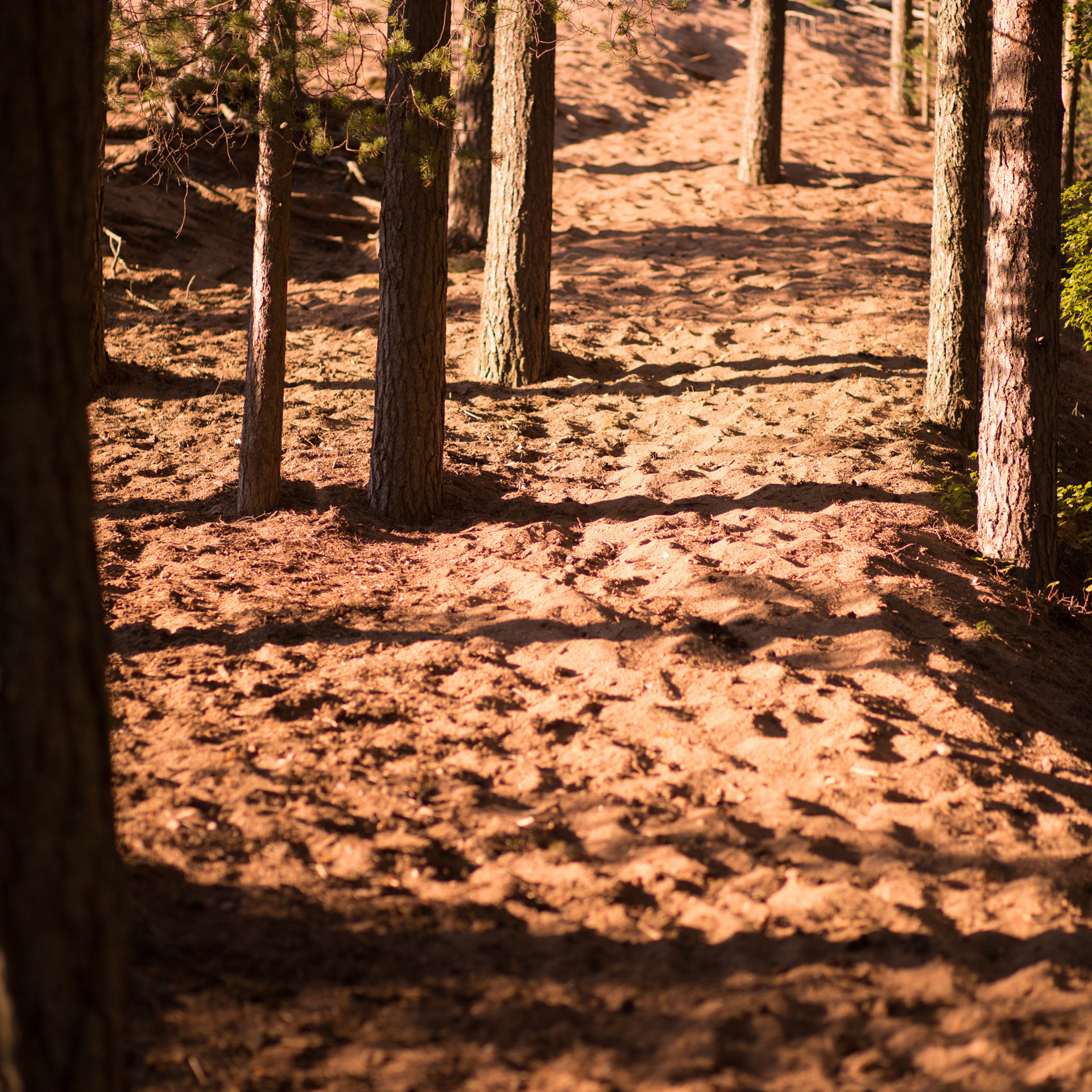 Отзывы. Семейный фотограф в Санкт-Петербурге Любовь Савкина
