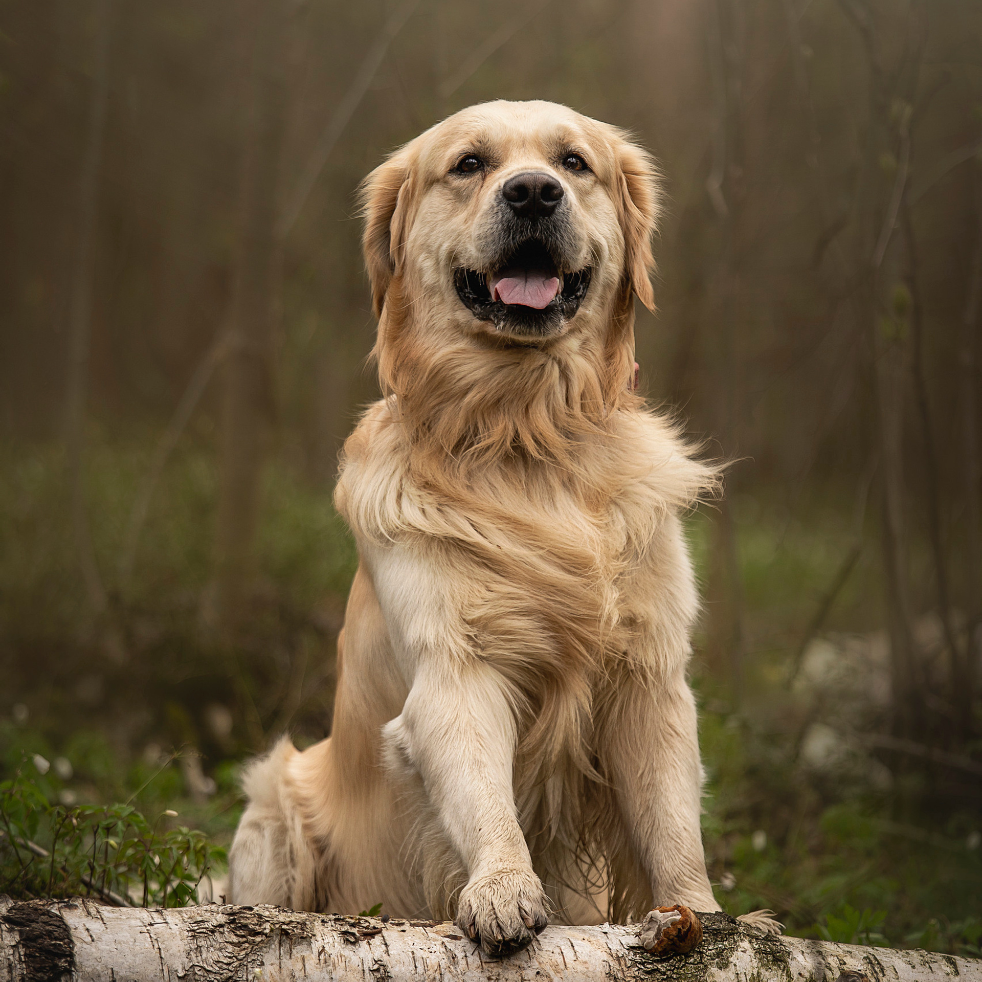 Отзывы. Фотограф — Анималист | Санкт-Петербург