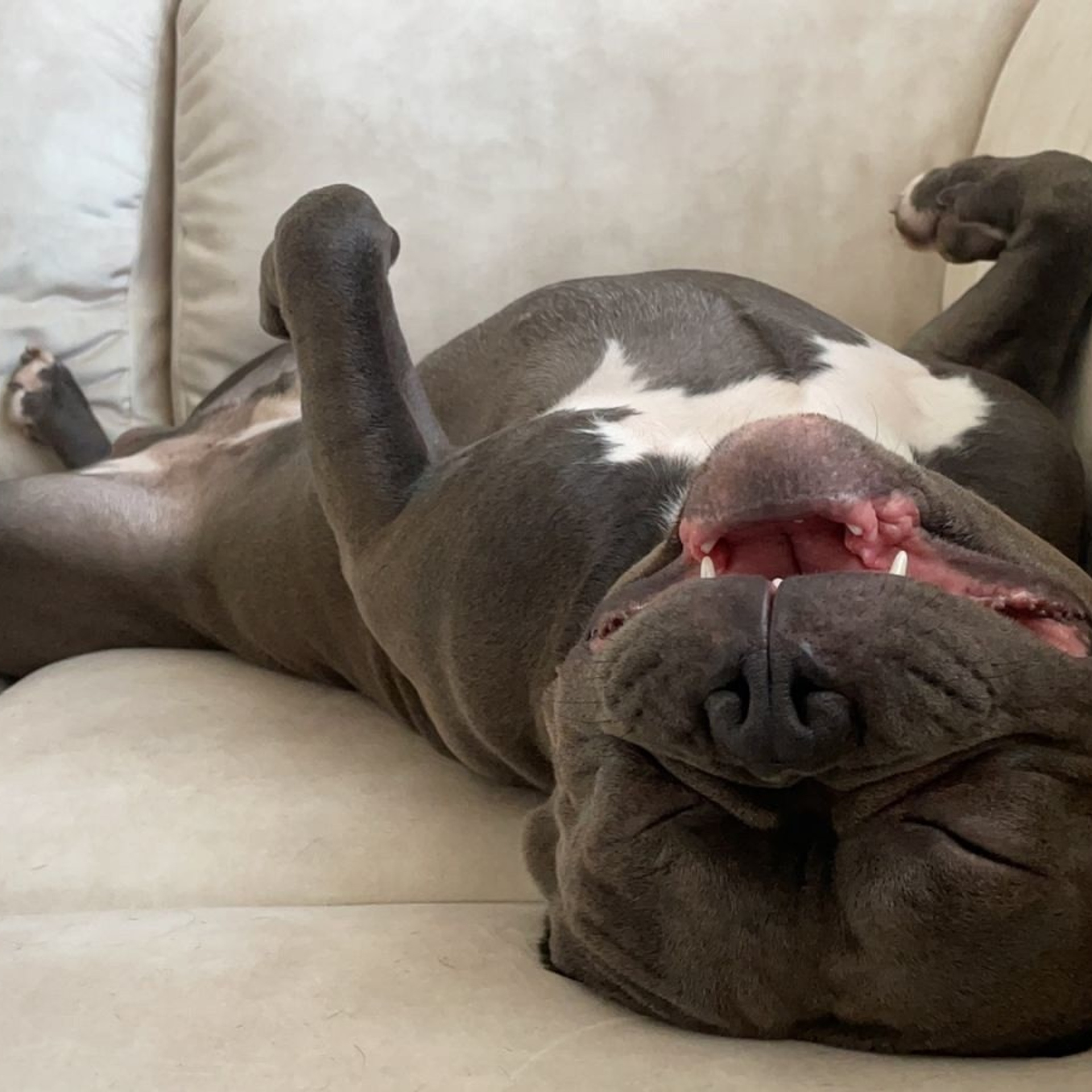 Фото галлерея американских булли. ПИТОМНИК СОБАК ПОРОДЫ АМЕРИКАНСКИЙ БУЛЛИ