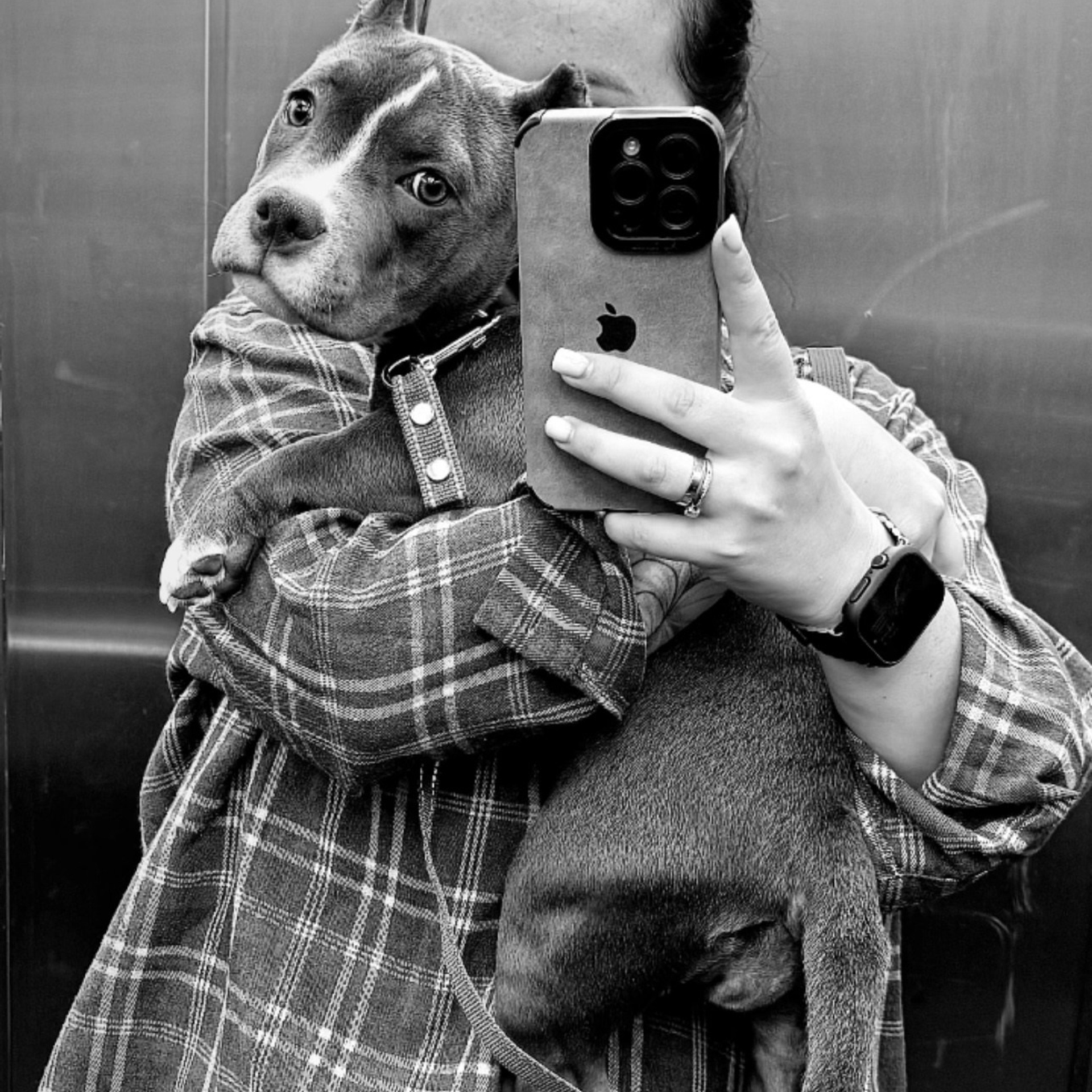 Отзывы сайта. ПИТОМНИК СОБАК ПОРОДЫ АМЕРИКАНСКИЙ БУЛЛИ