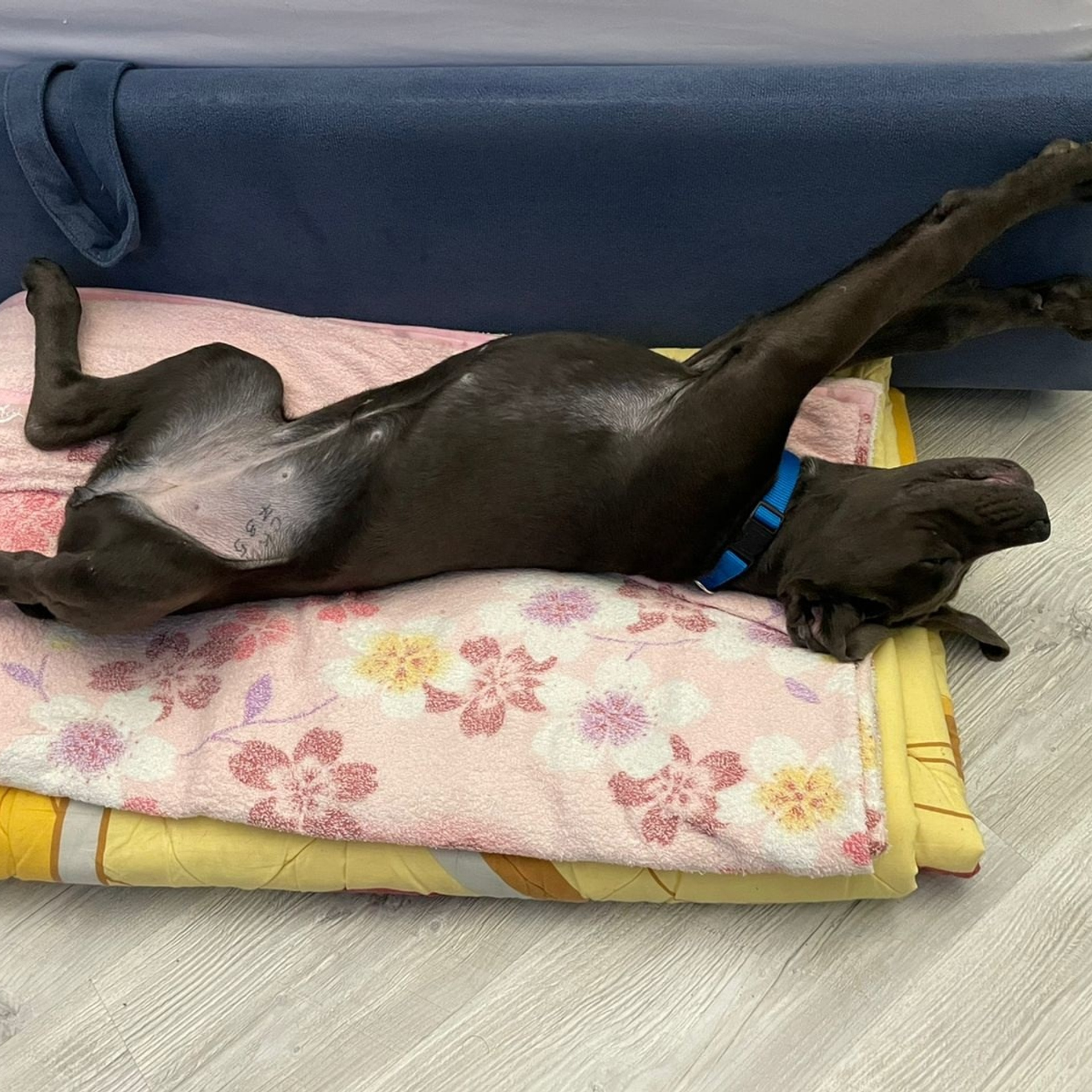 Фото галлерея американских булли. ПИТОМНИК СОБАК ПОРОДЫ АМЕРИКАНСКИЙ БУЛЛИ