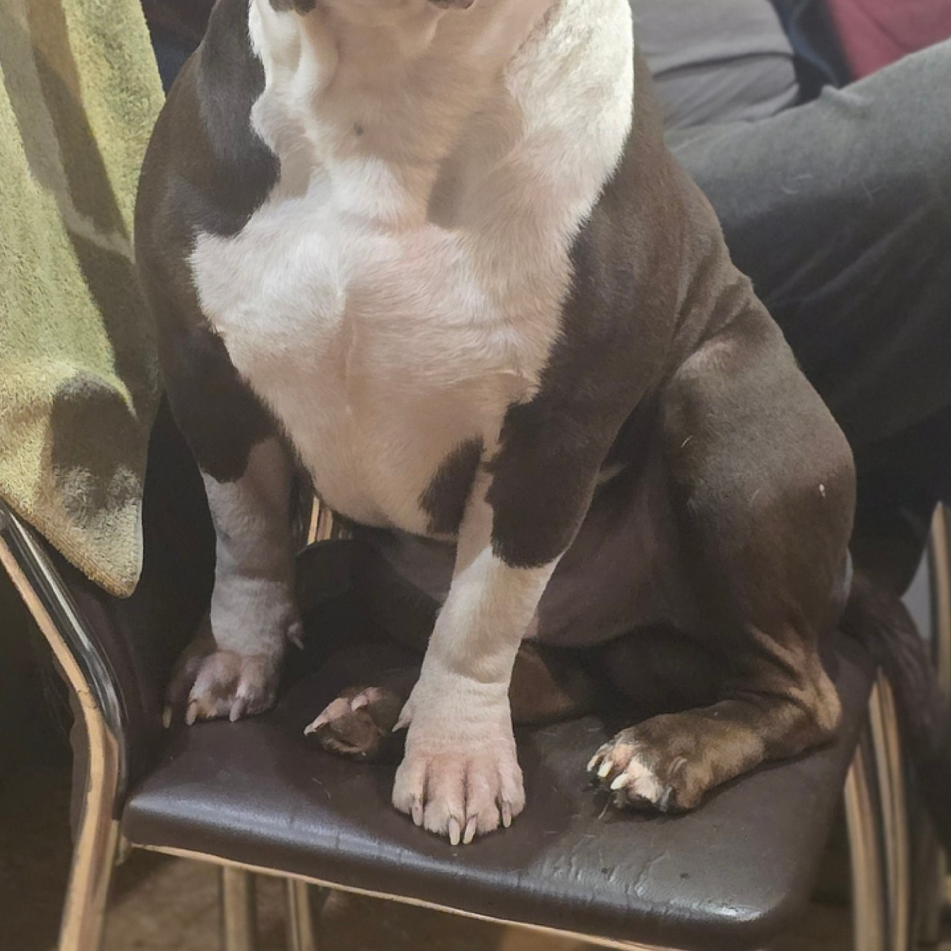 Отзывы сайта. ПИТОМНИК СОБАК ПОРОДЫ АМЕРИКАНСКИЙ БУЛЛИ