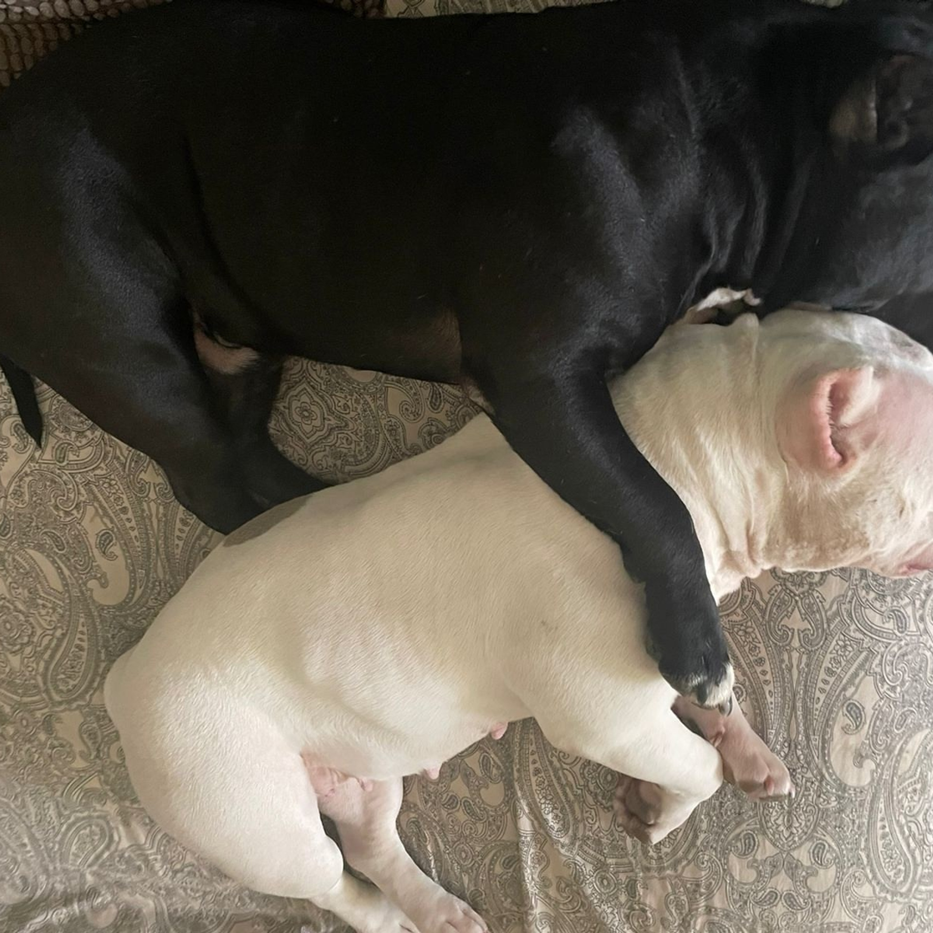 Фото галлерея американских булли. ПИТОМНИК СОБАК ПОРОДЫ АМЕРИКАНСКИЙ БУЛЛИ