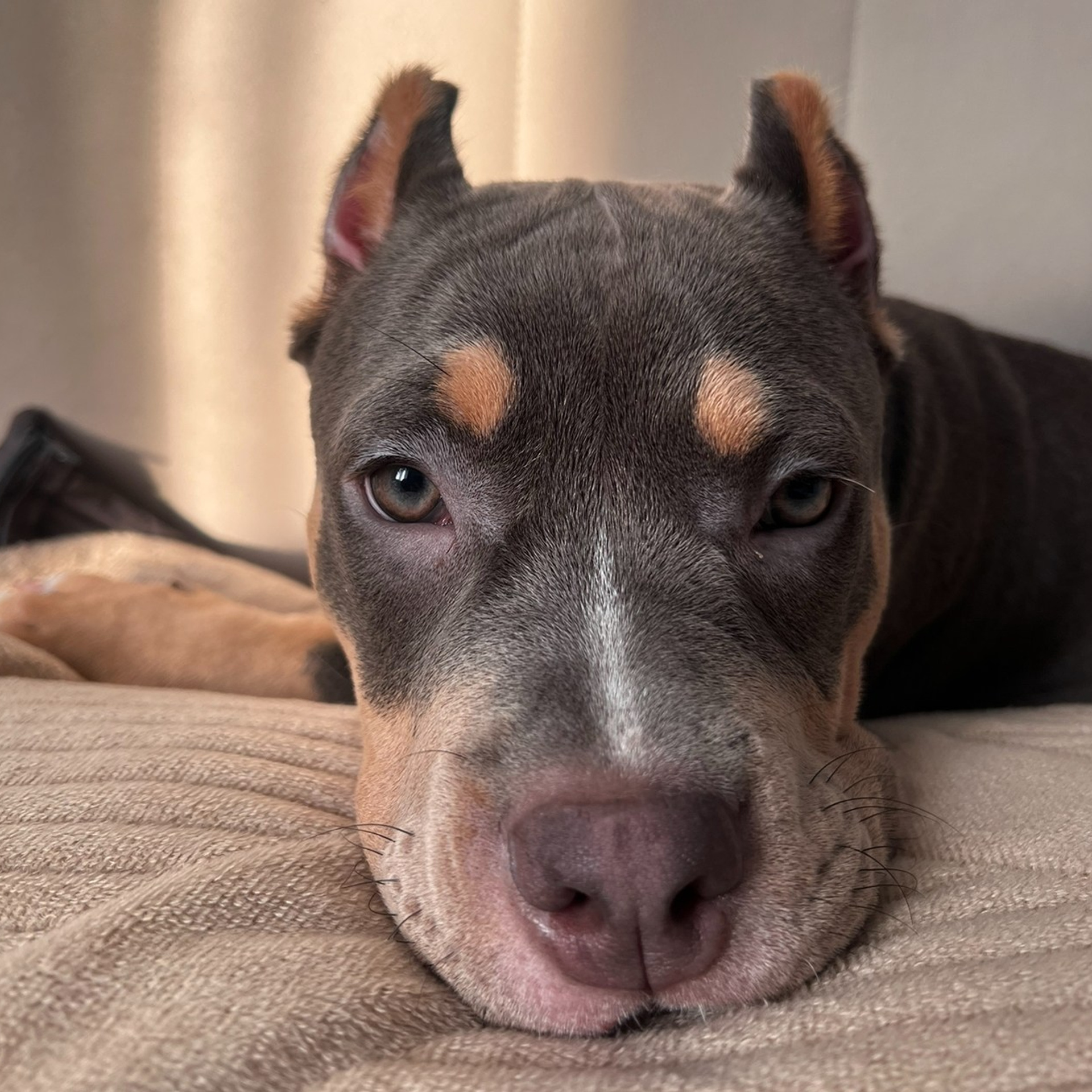 Отзывы сайта. ПИТОМНИК СОБАК ПОРОДЫ АМЕРИКАНСКИЙ БУЛЛИ