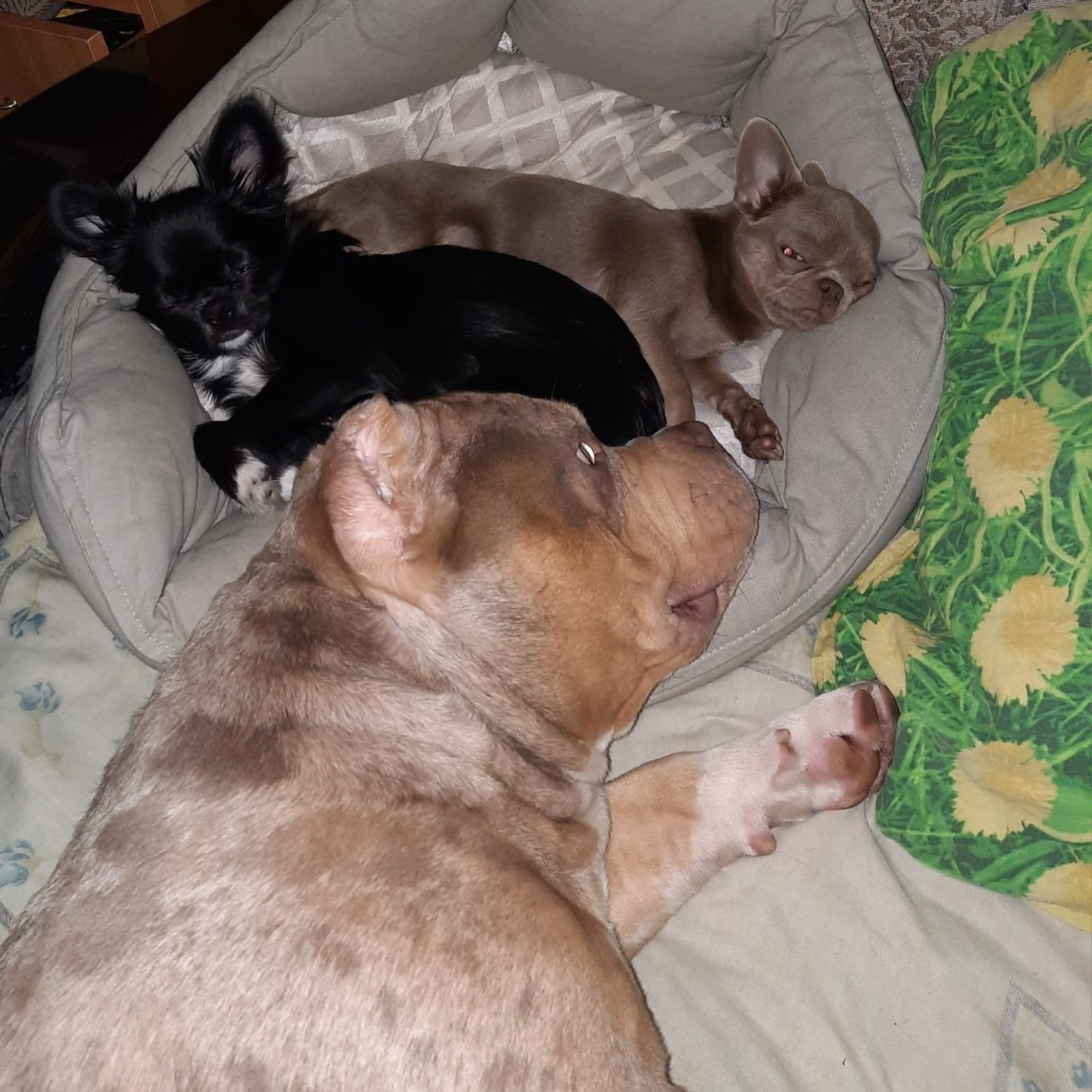 Фото галлерея американских булли. ПИТОМНИК СОБАК ПОРОДЫ АМЕРИКАНСКИЙ БУЛЛИ