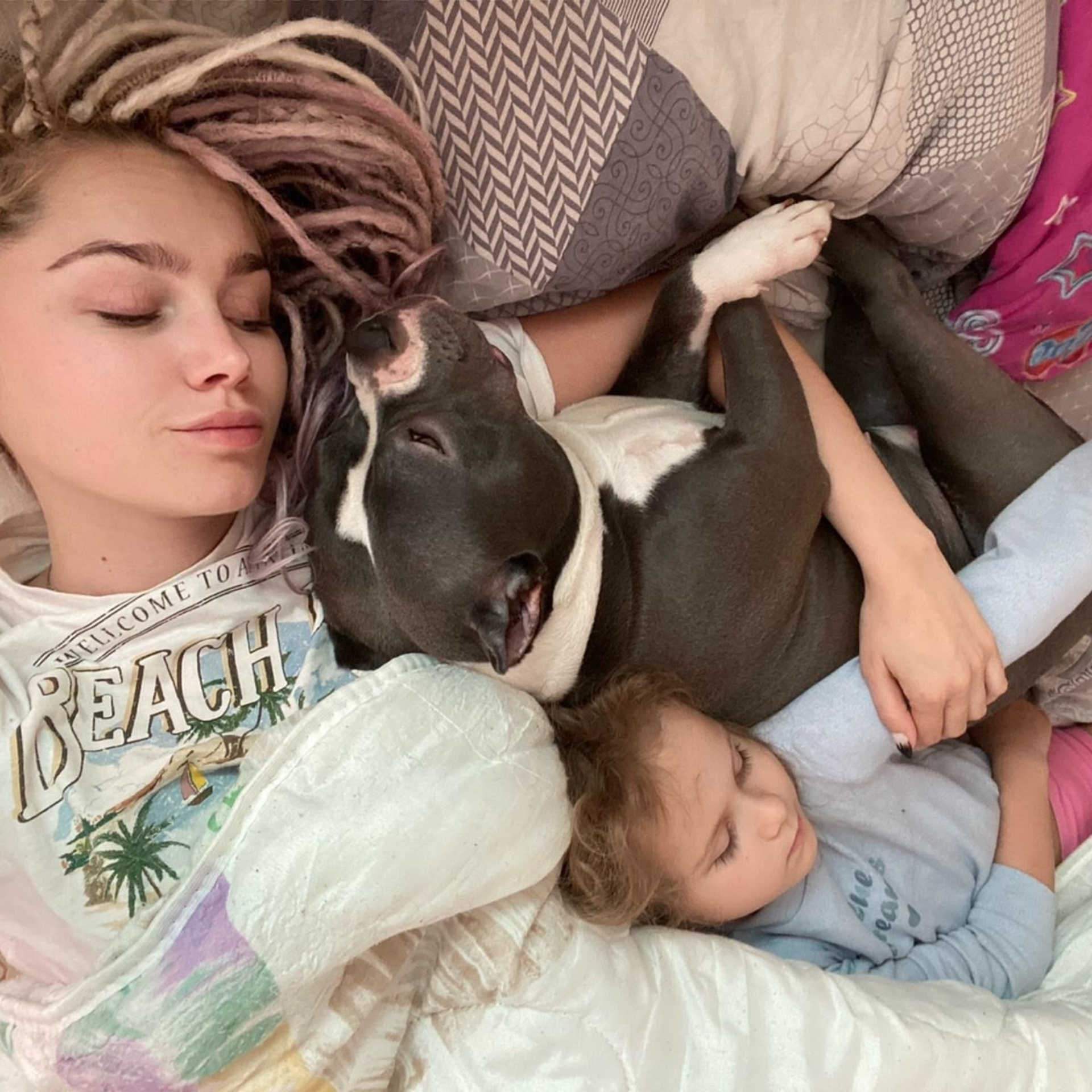 Фото галлерея американских булли. ПИТОМНИК СОБАК ПОРОДЫ АМЕРИКАНСКИЙ БУЛЛИ