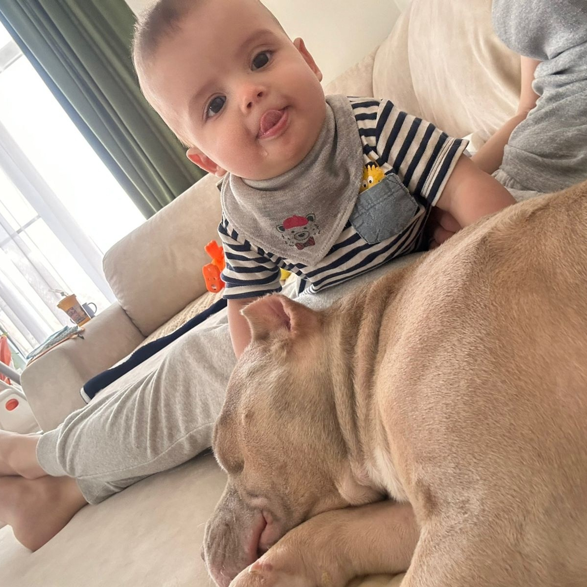 Фото галлерея американских булли. ПИТОМНИК СОБАК ПОРОДЫ АМЕРИКАНСКИЙ БУЛЛИ