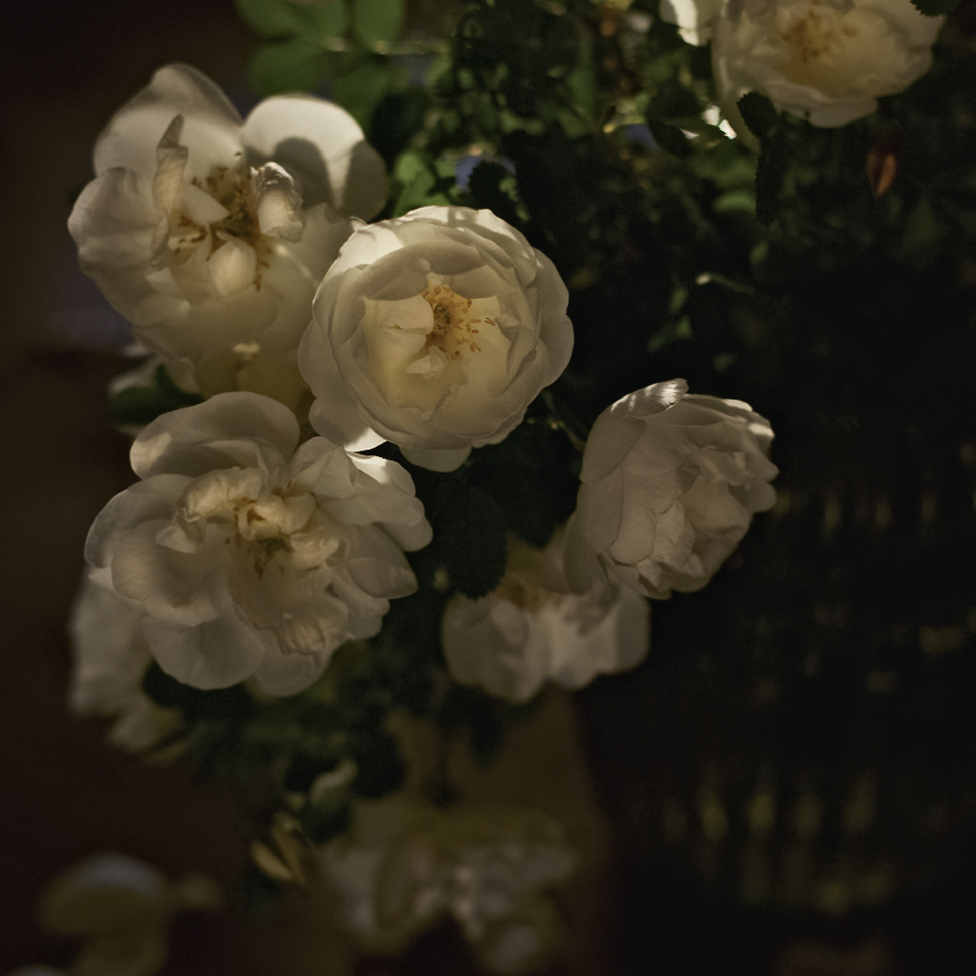 Натюрморты