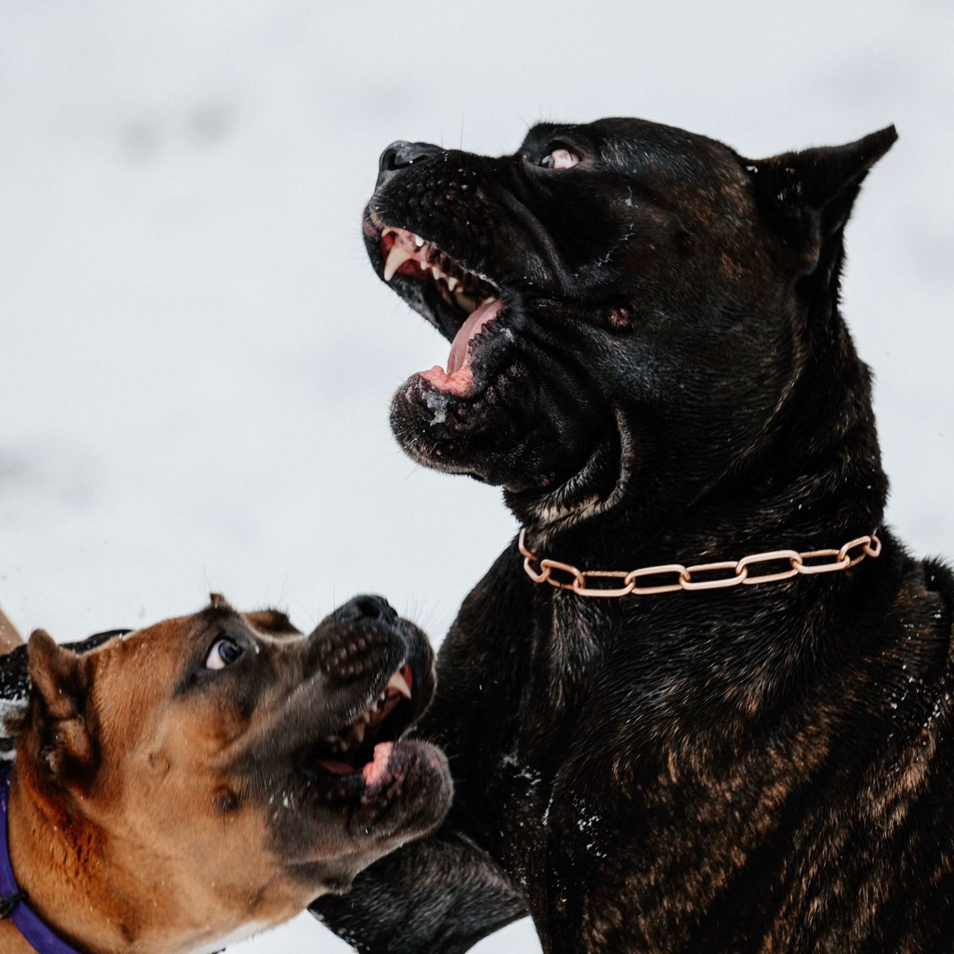 Отзывы о фотографе Катерина Корнева. Свадебный фотограф Катерина Корнева Красноярск