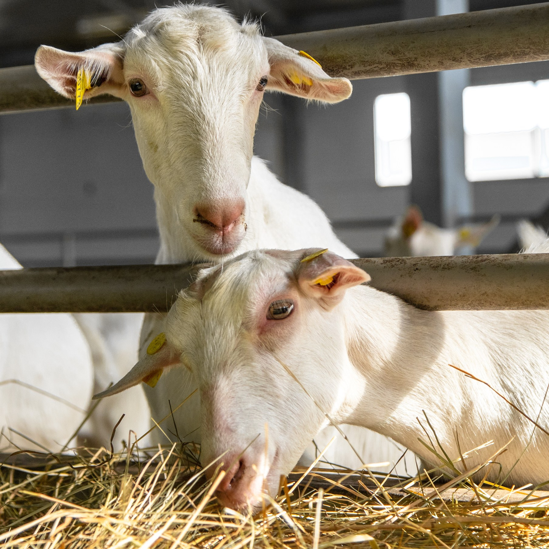 Козья ферма