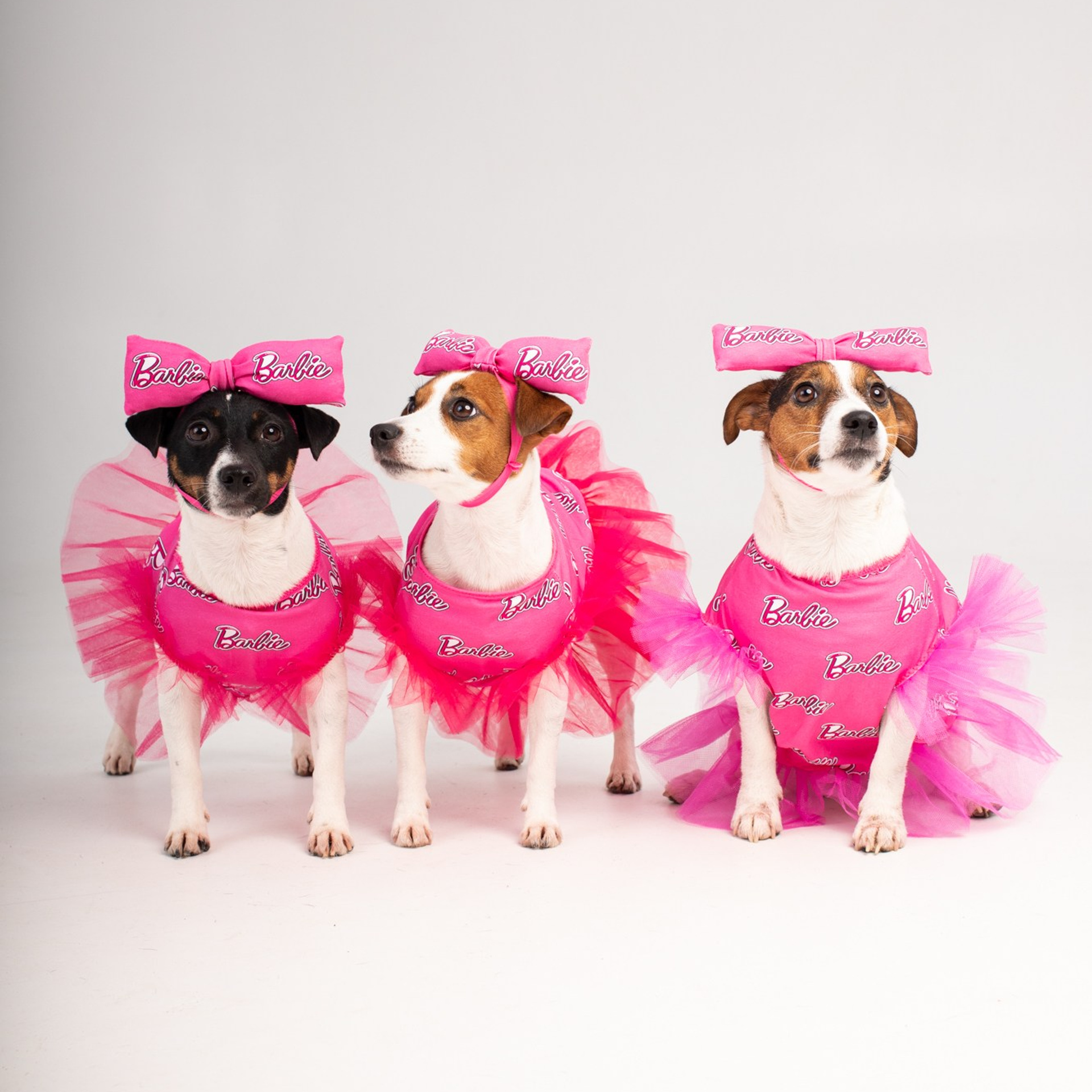 Съёмка бренда одежды для собак