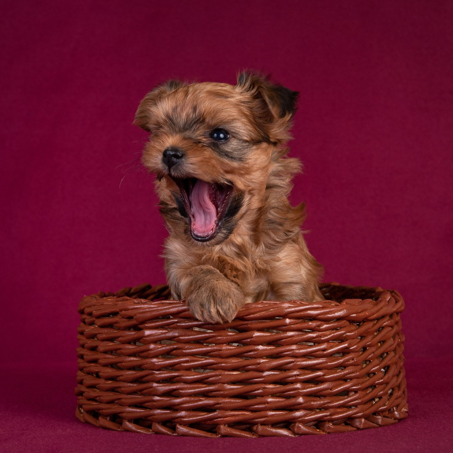 Щенки в домашней студии