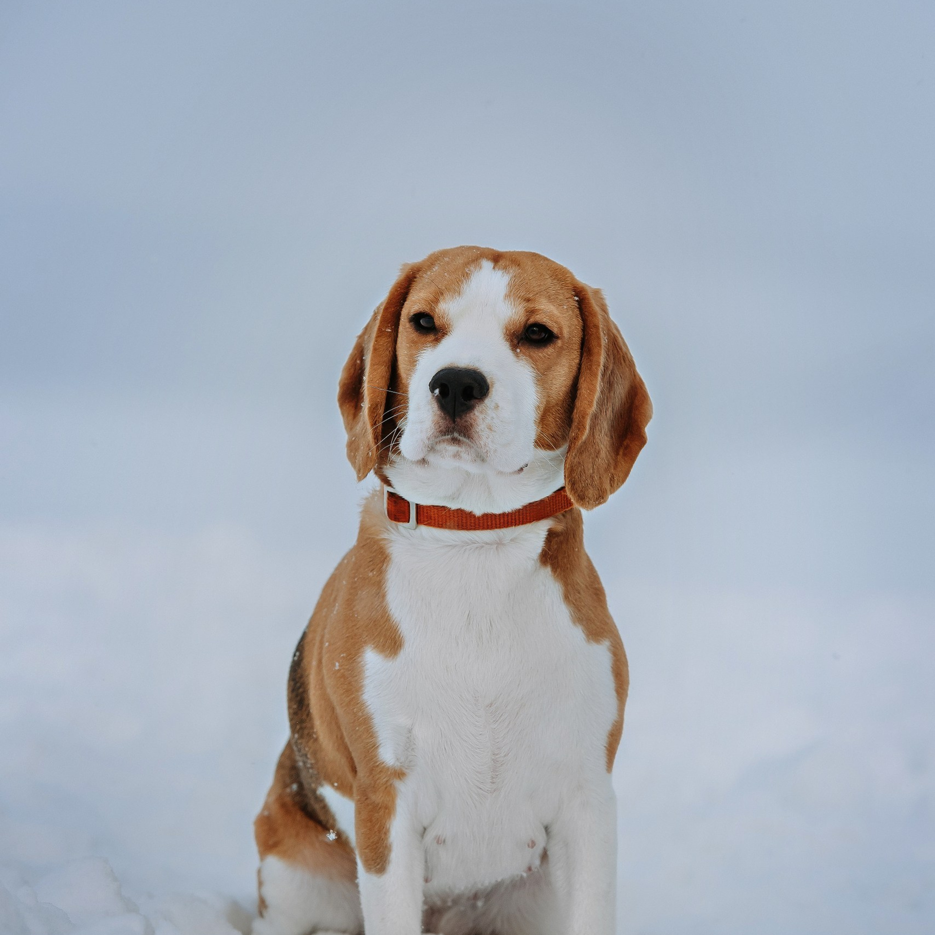 Отзывы. Фотограф Диана Оленина Красноярск / Братск