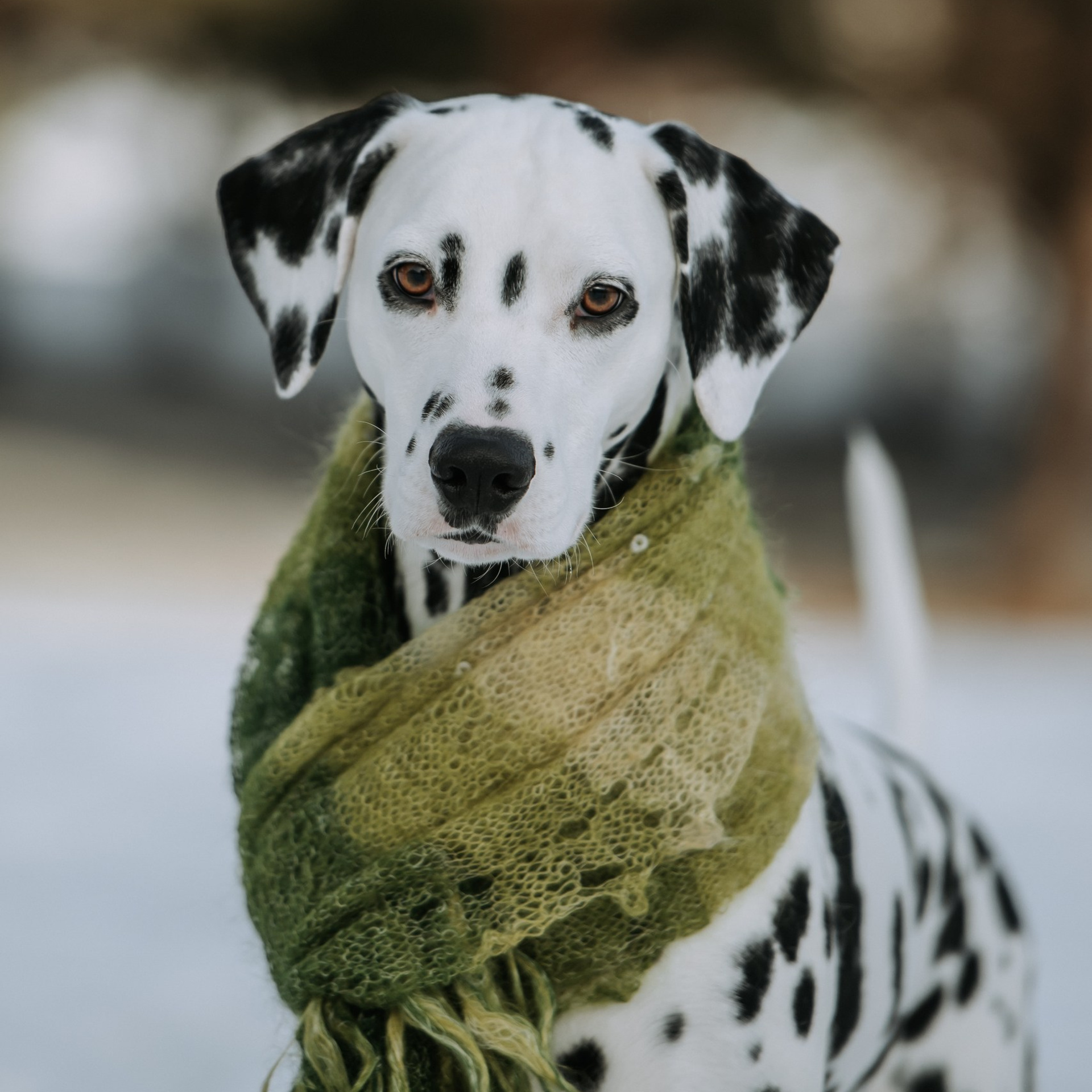 Отзывы. Фотограф Диана Оленина Красноярск / Братск