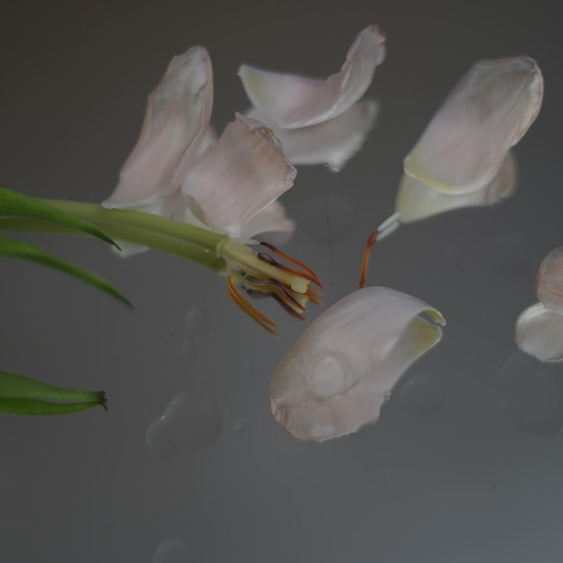 Отзывы. Фотограф в Пензе Римма Якубова