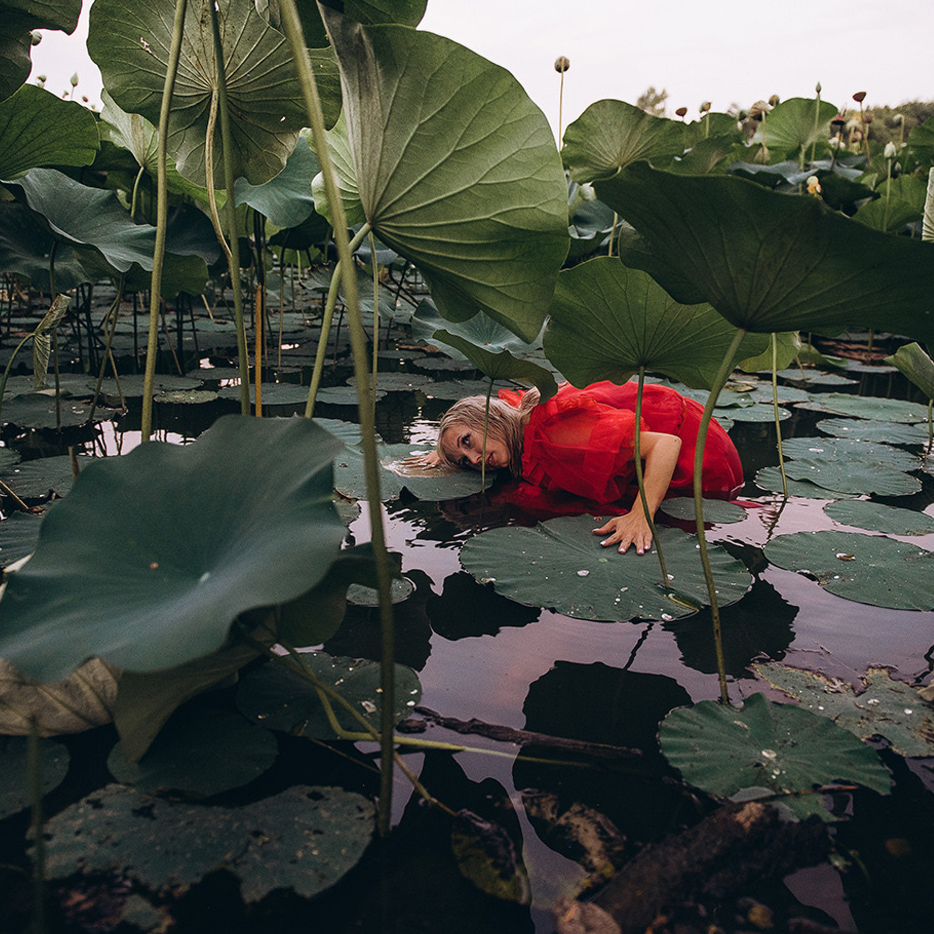 Индивидуальная съемка. Лотосы