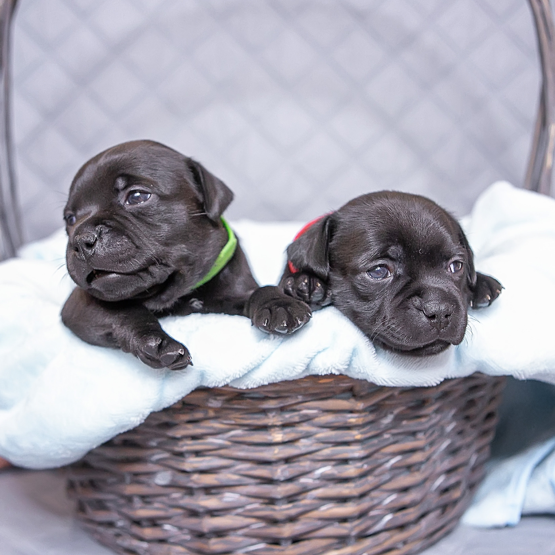 Отзывы. Семейный и детский фотограф в Москве Светлана Волкова