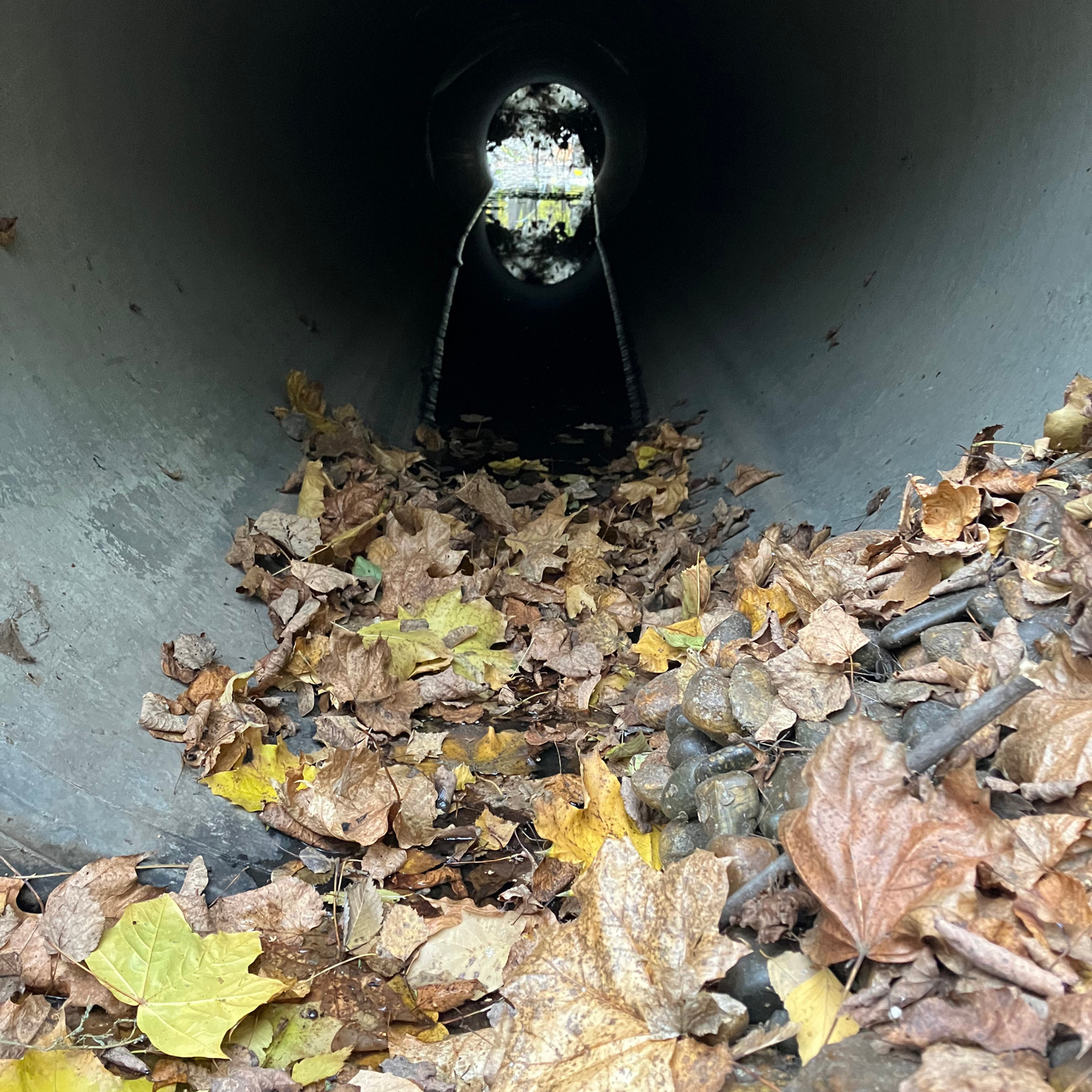 Трансформация. «ФотоСинтез»