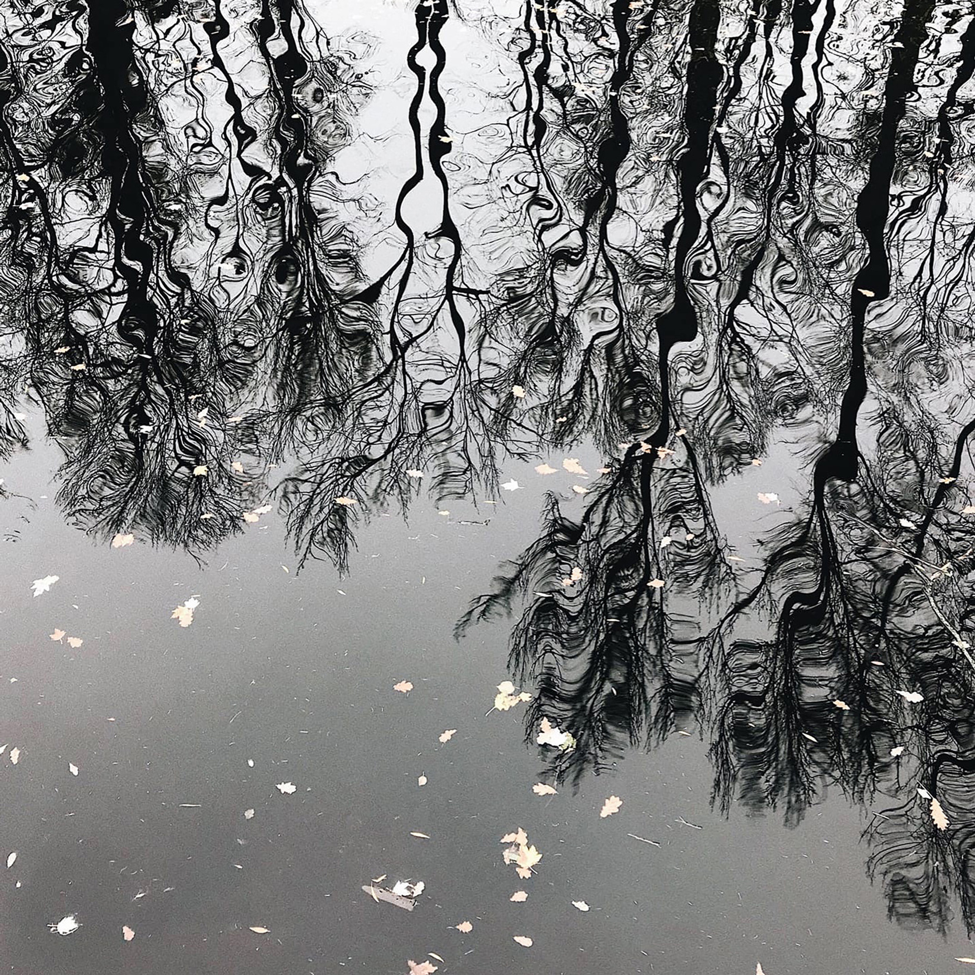 Трансформация. «ФотоСинтез»