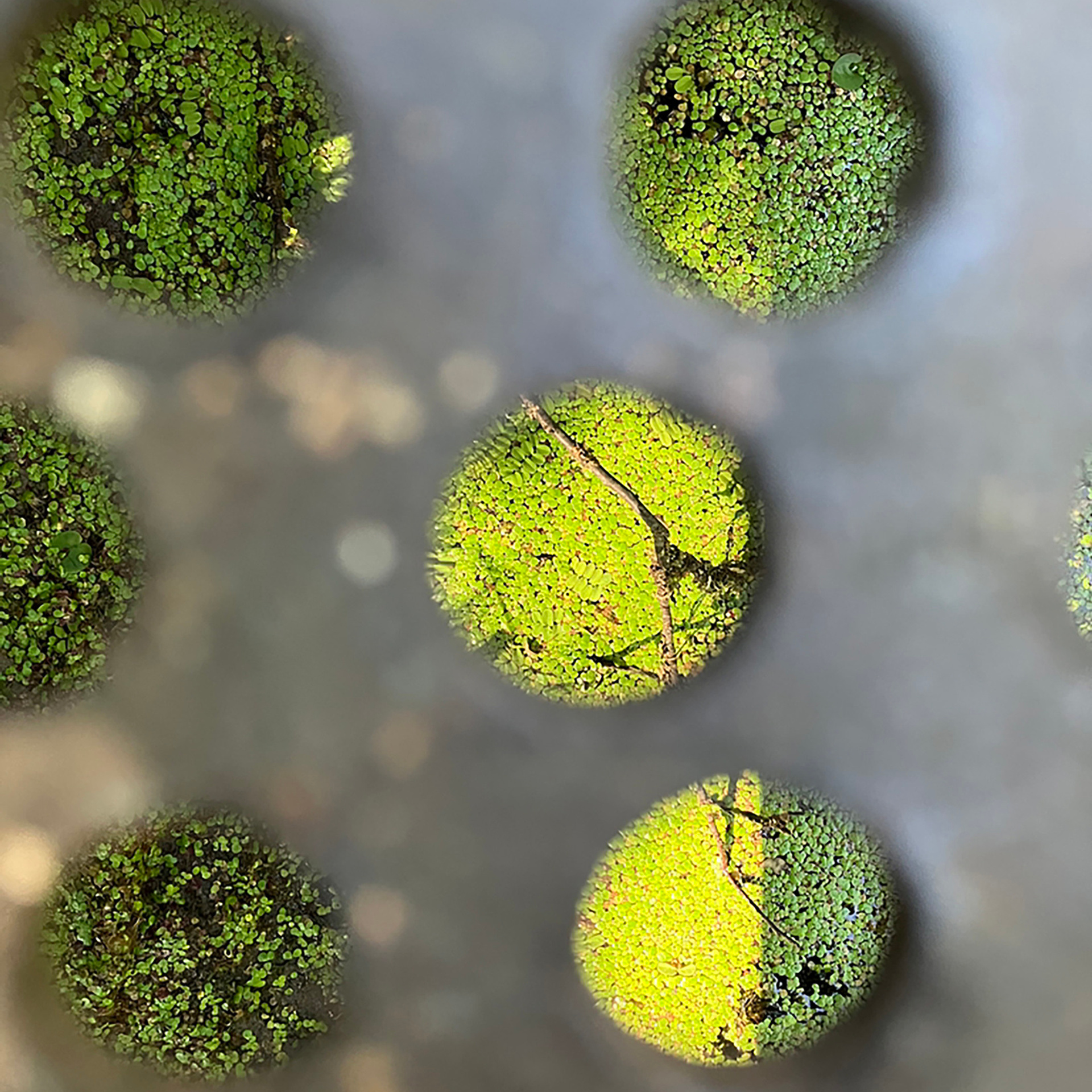 Трансформация. «ФотоСинтез»