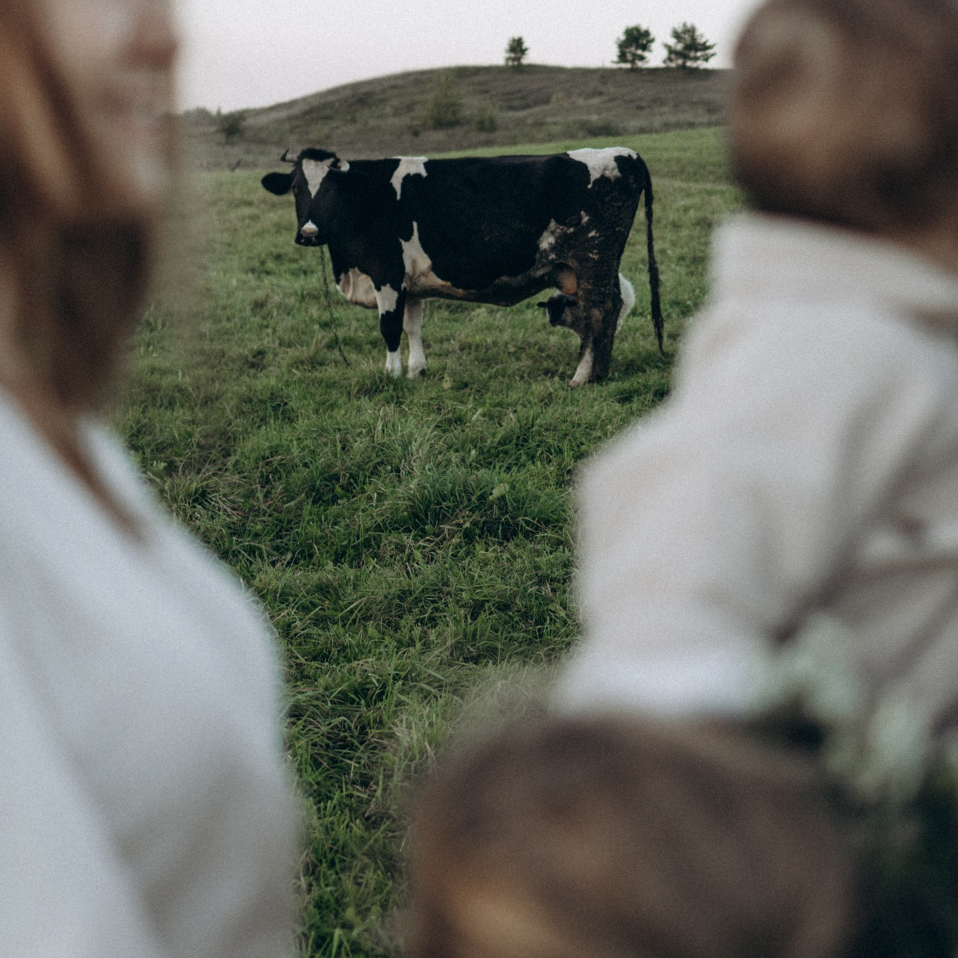 Дружелюбная овечка. Фотограф Daria Wilner