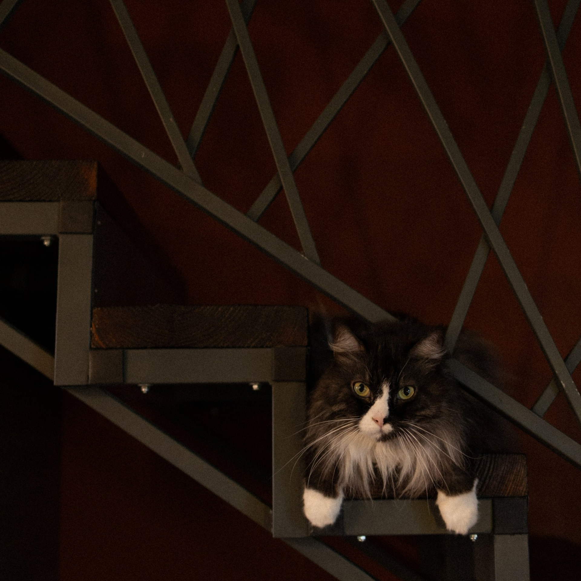 Франкенвини. Фотограф Daria Wilner