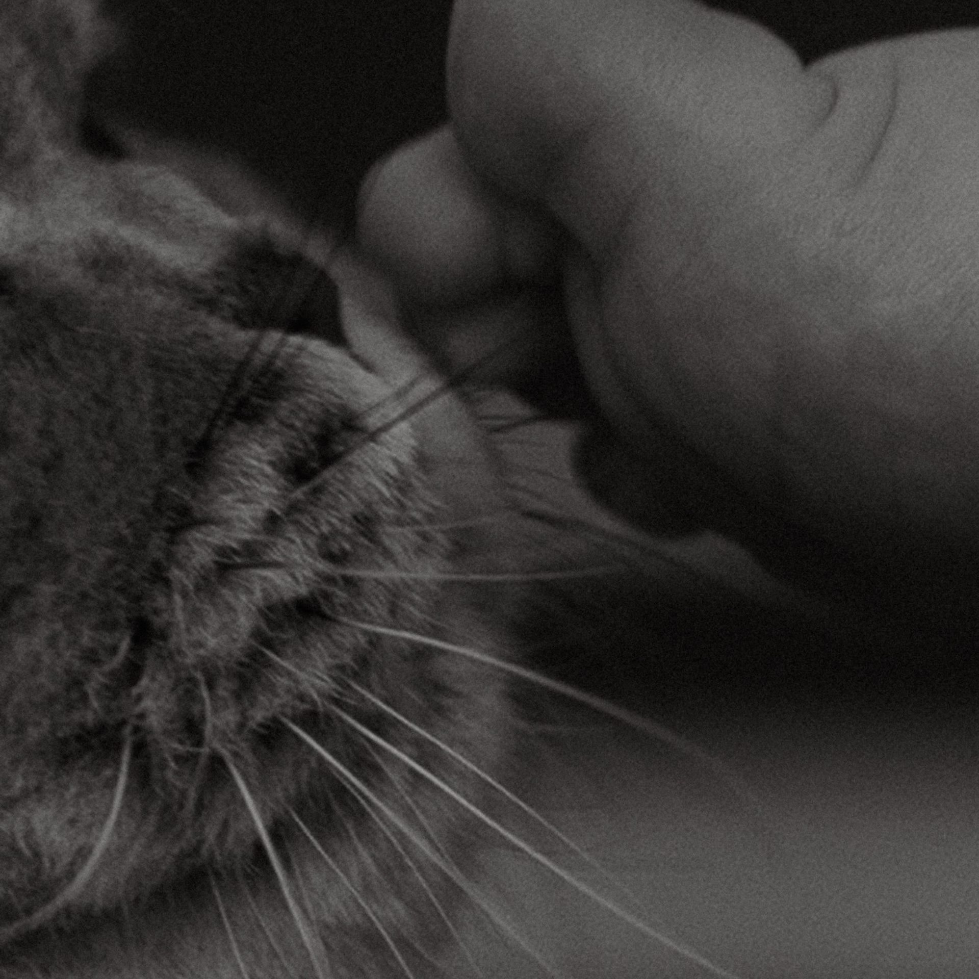 Усатый нянь. Фотограф Daria Wilner