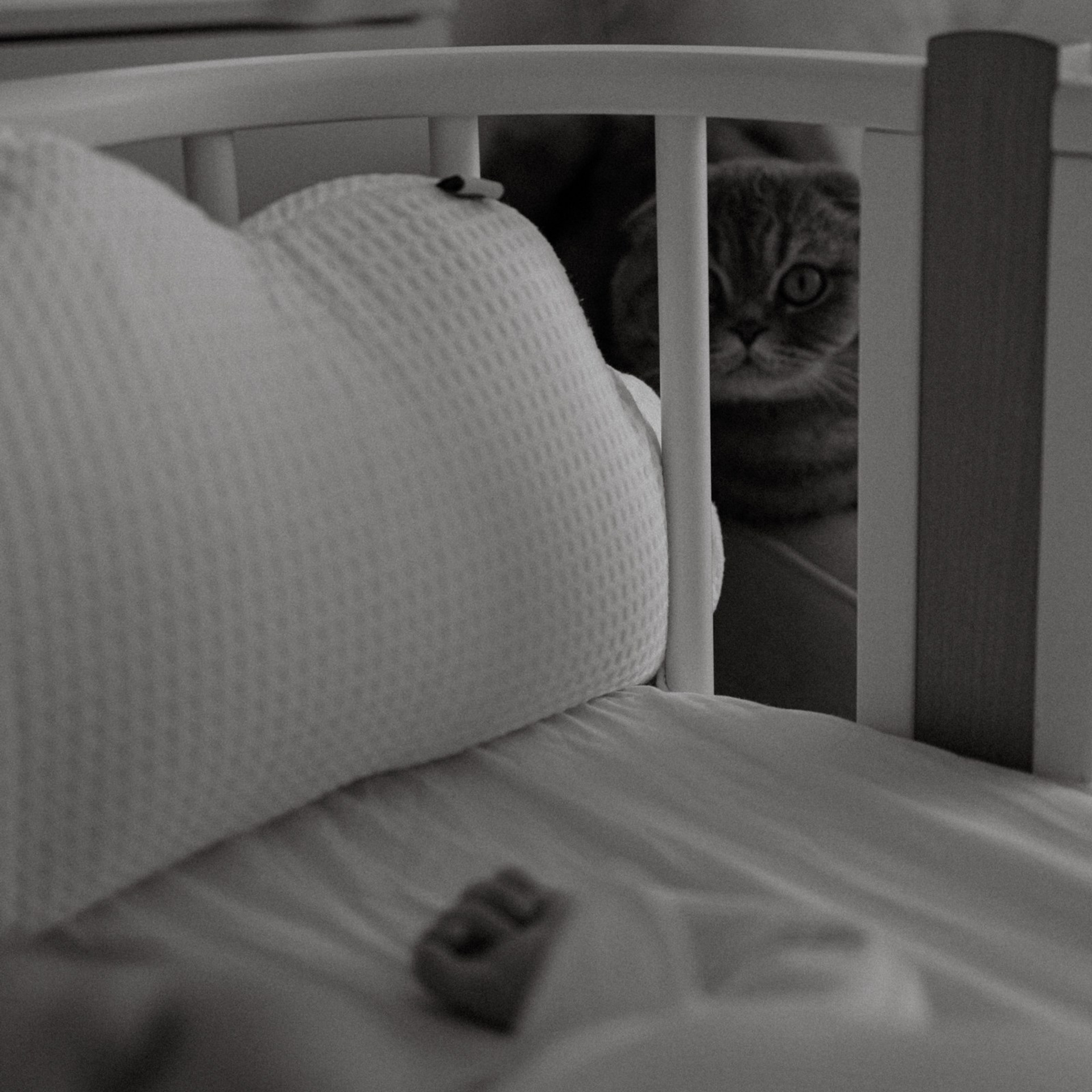 Усатый нянь. Фотограф Daria Wilner