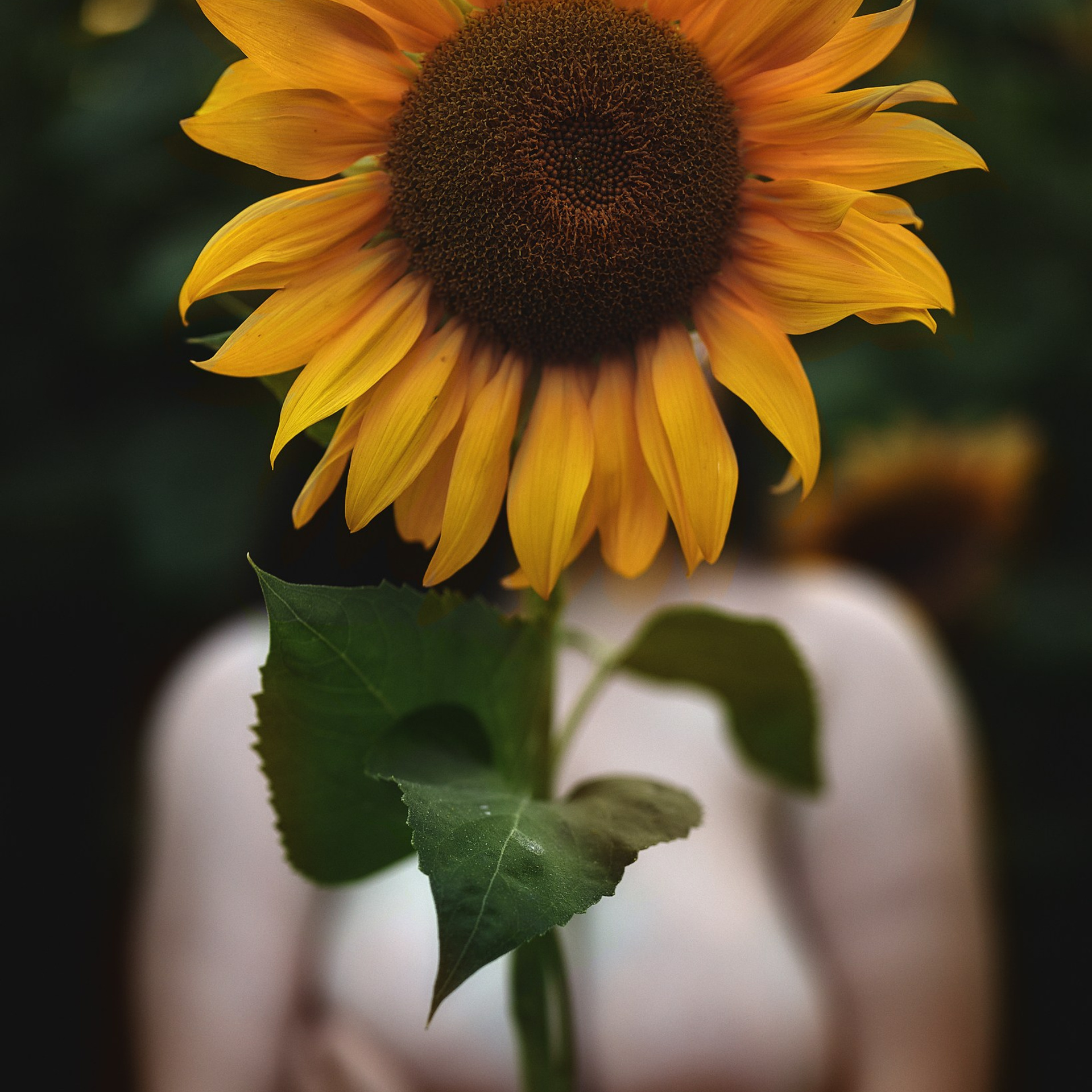 Настя, подсолнухи