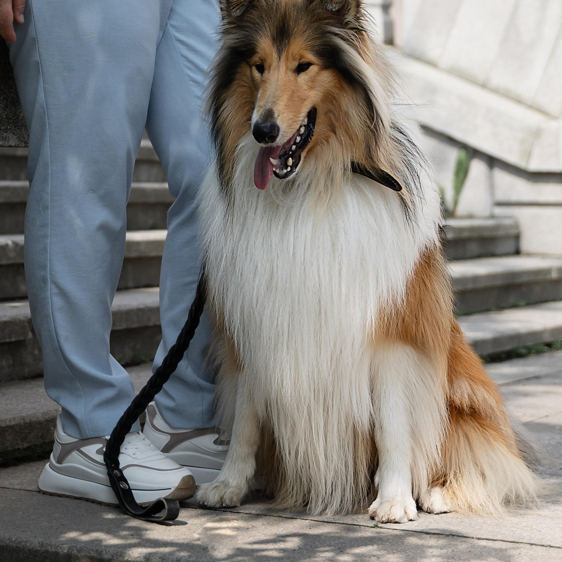 Любимый питомец и вы