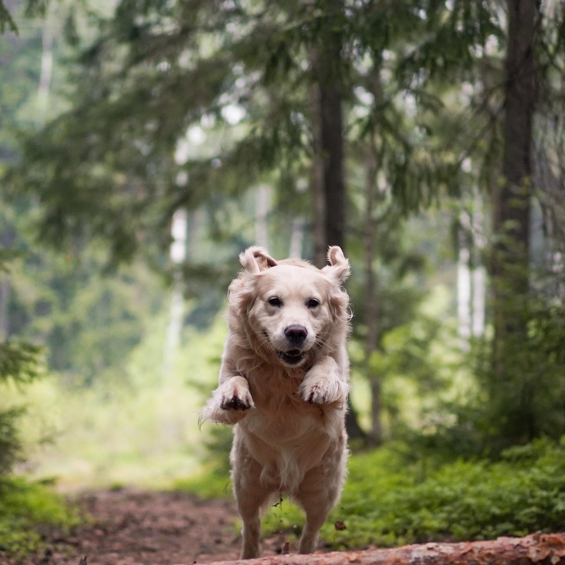 Отзывы. Фотограф-анималист в Санкт-Петербурге Яна Мартынова