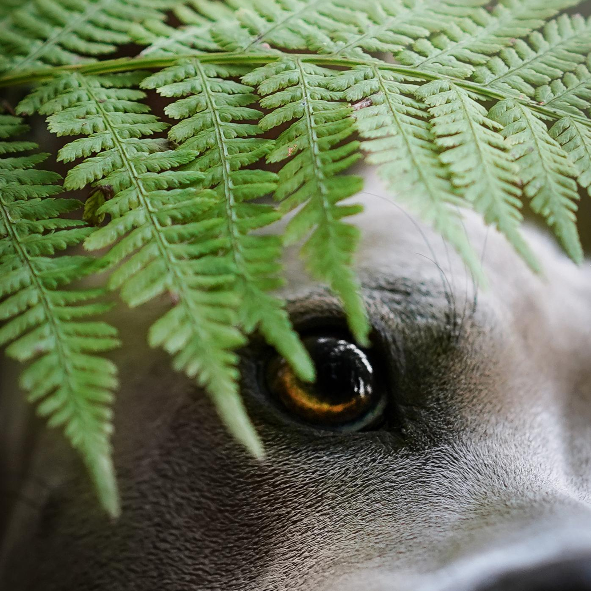 Юля Дима Грей и Тоффи