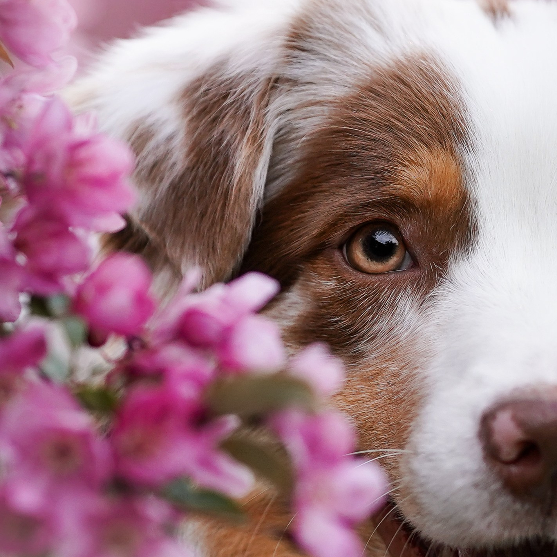 Панда в Яблоневом саду