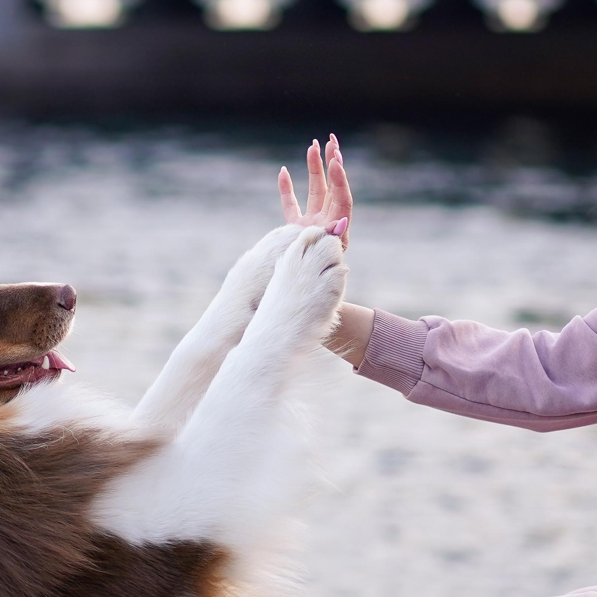 Кристина, Катя и аусси