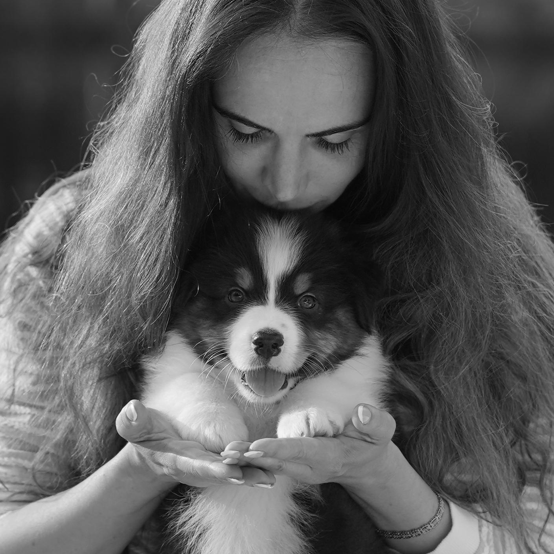 Щенки австралийской овчарки