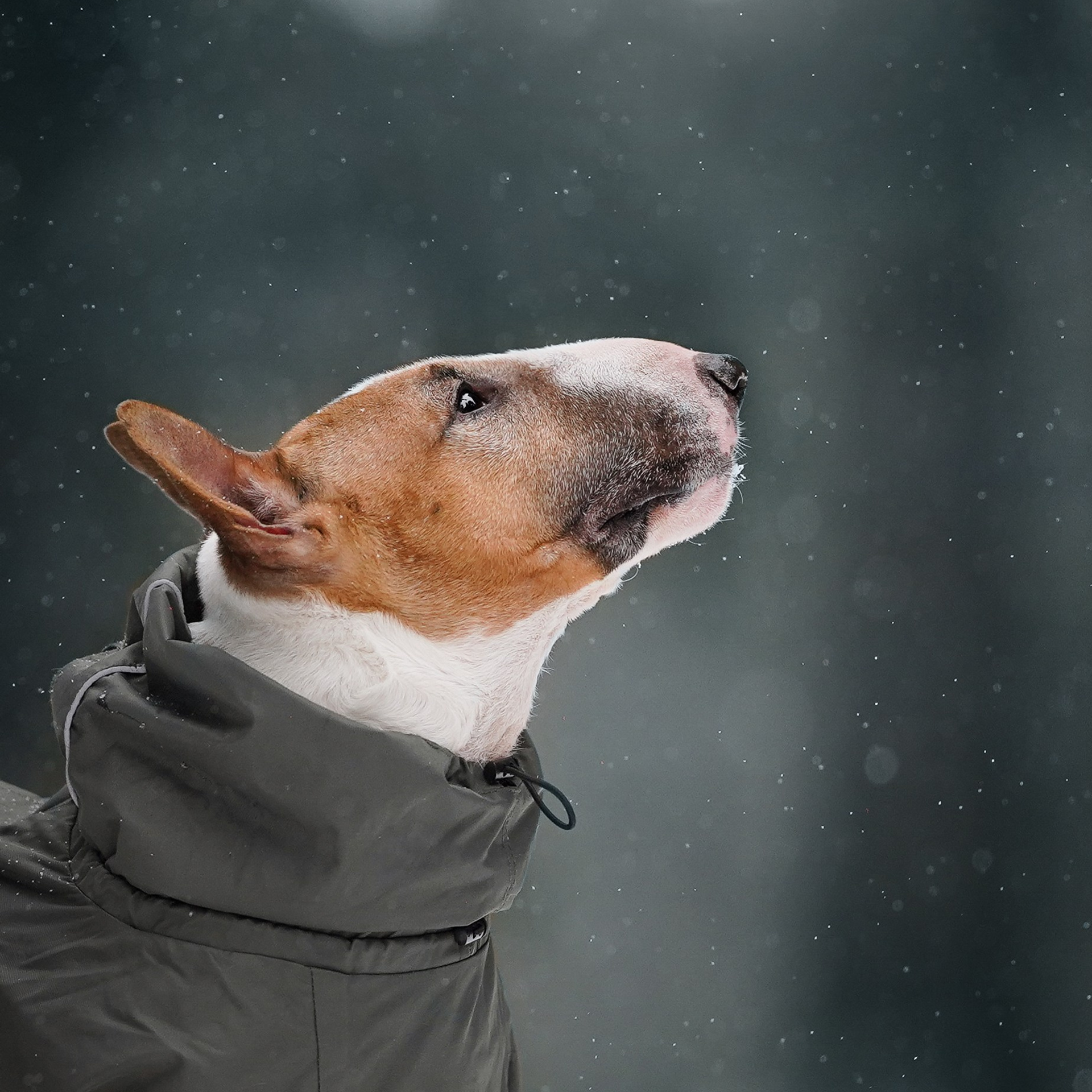 Юни и Панда