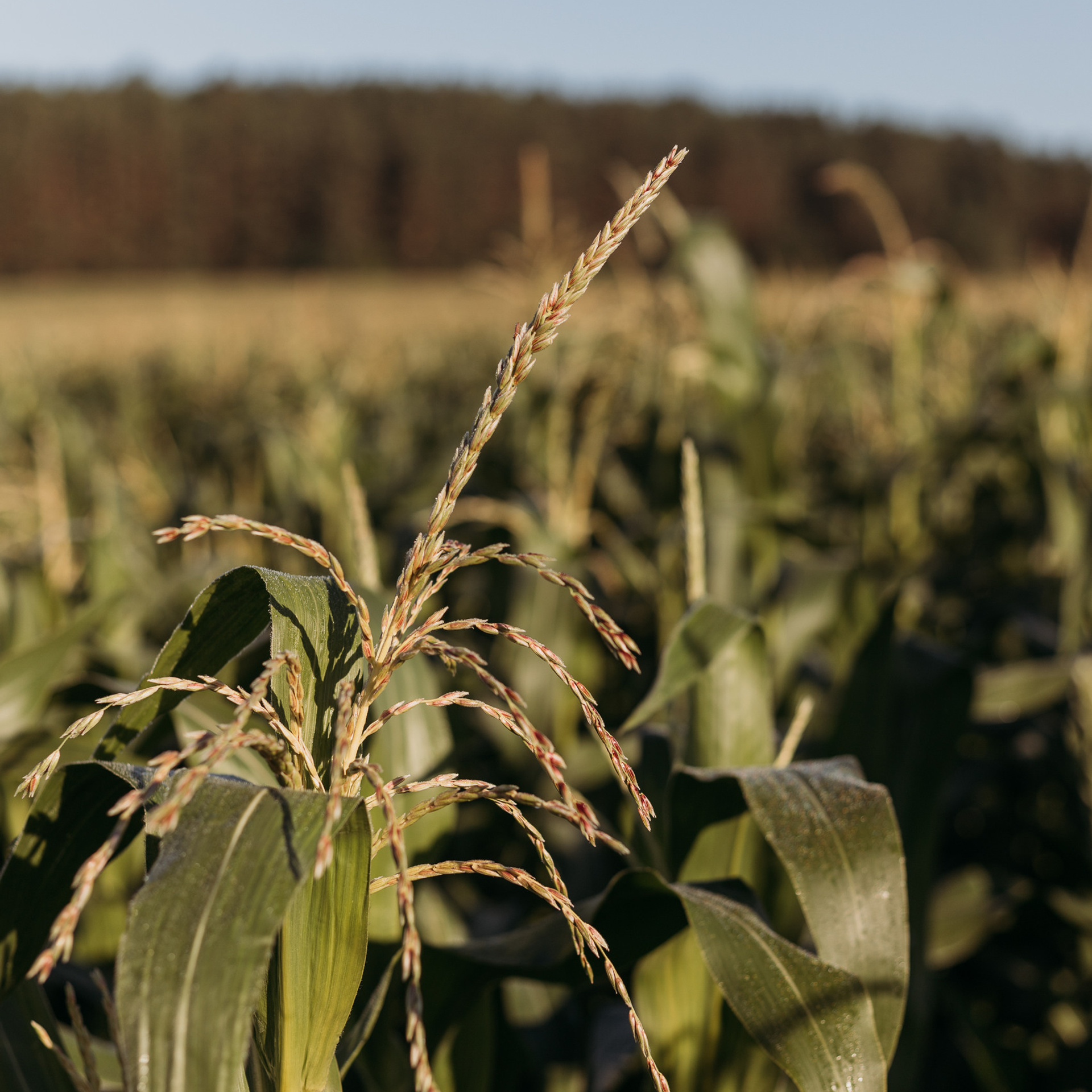 Отзывы. Фотограф для мам Екатеринбург