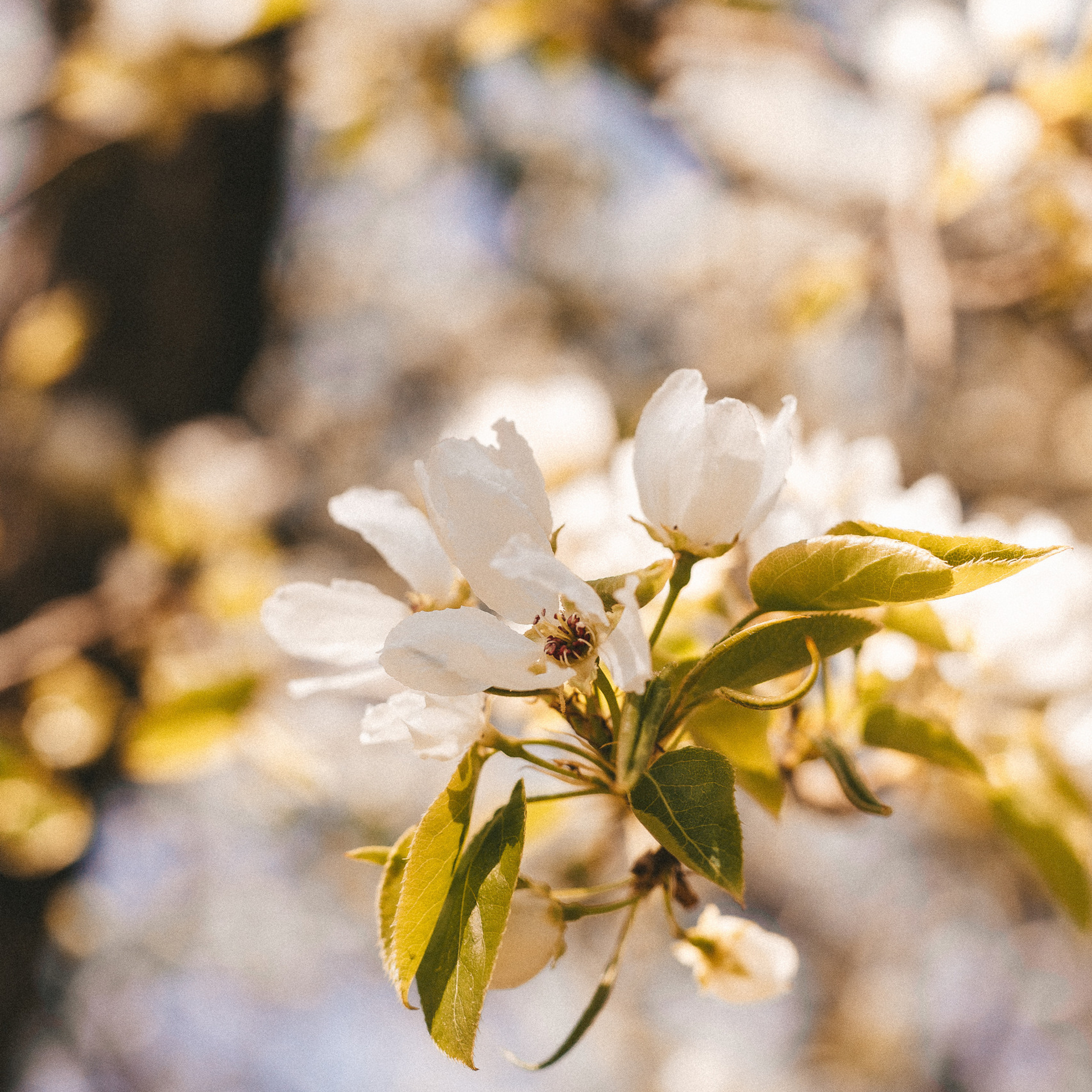 Отзывы. Фотограф для мам Екатеринбург