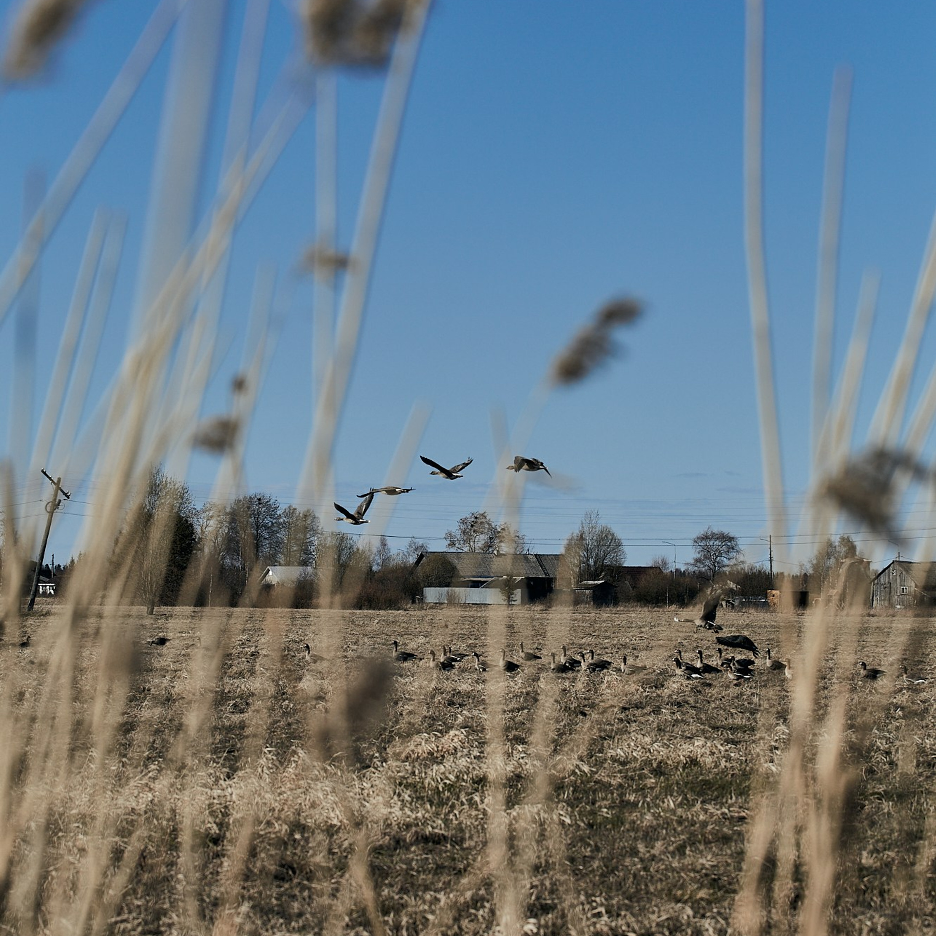 Олония — гусиная столица. Юлия Иванова. Фотограф для лучших моментов