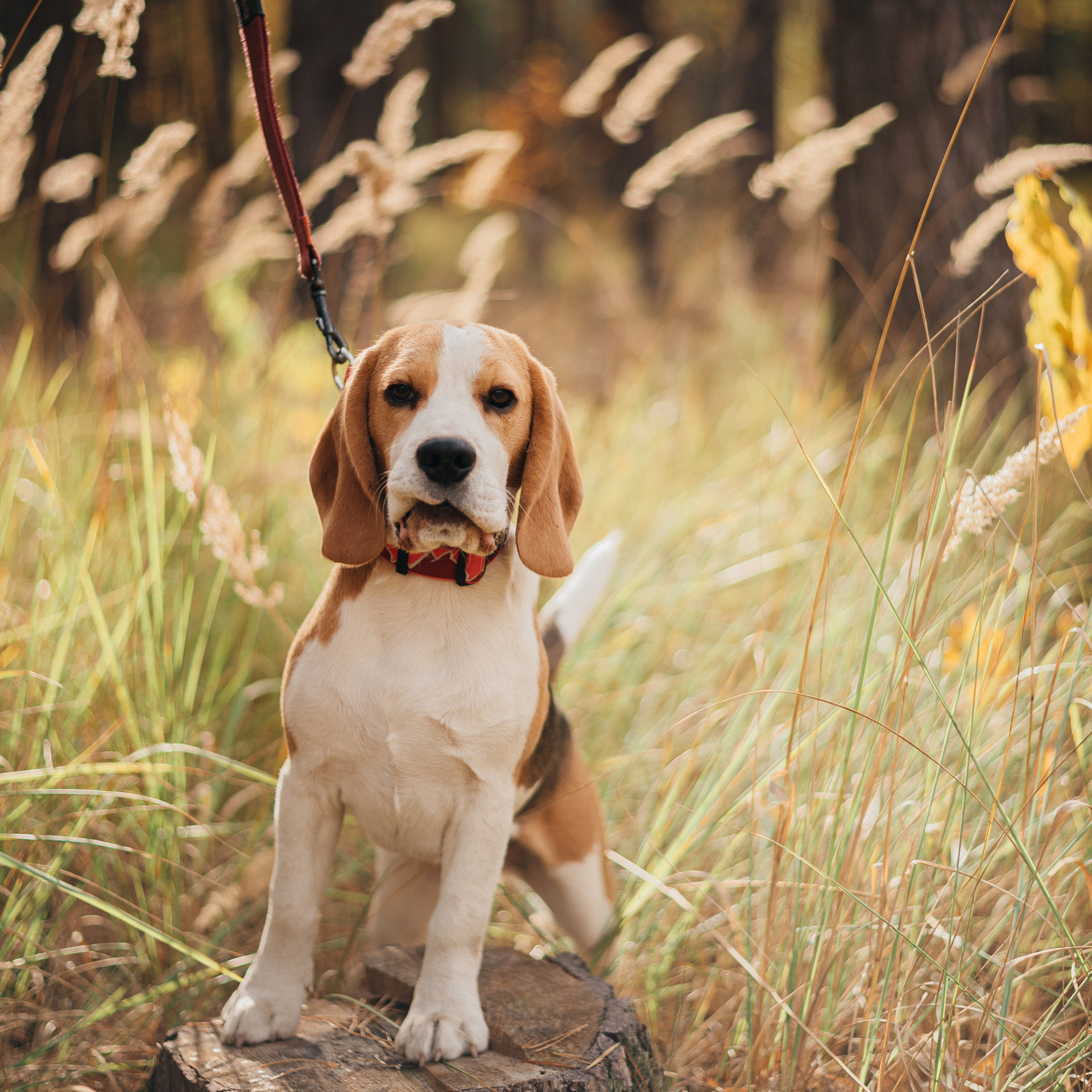 Отзывы о фотографе Дарья Ярцева. Фотограф Москва