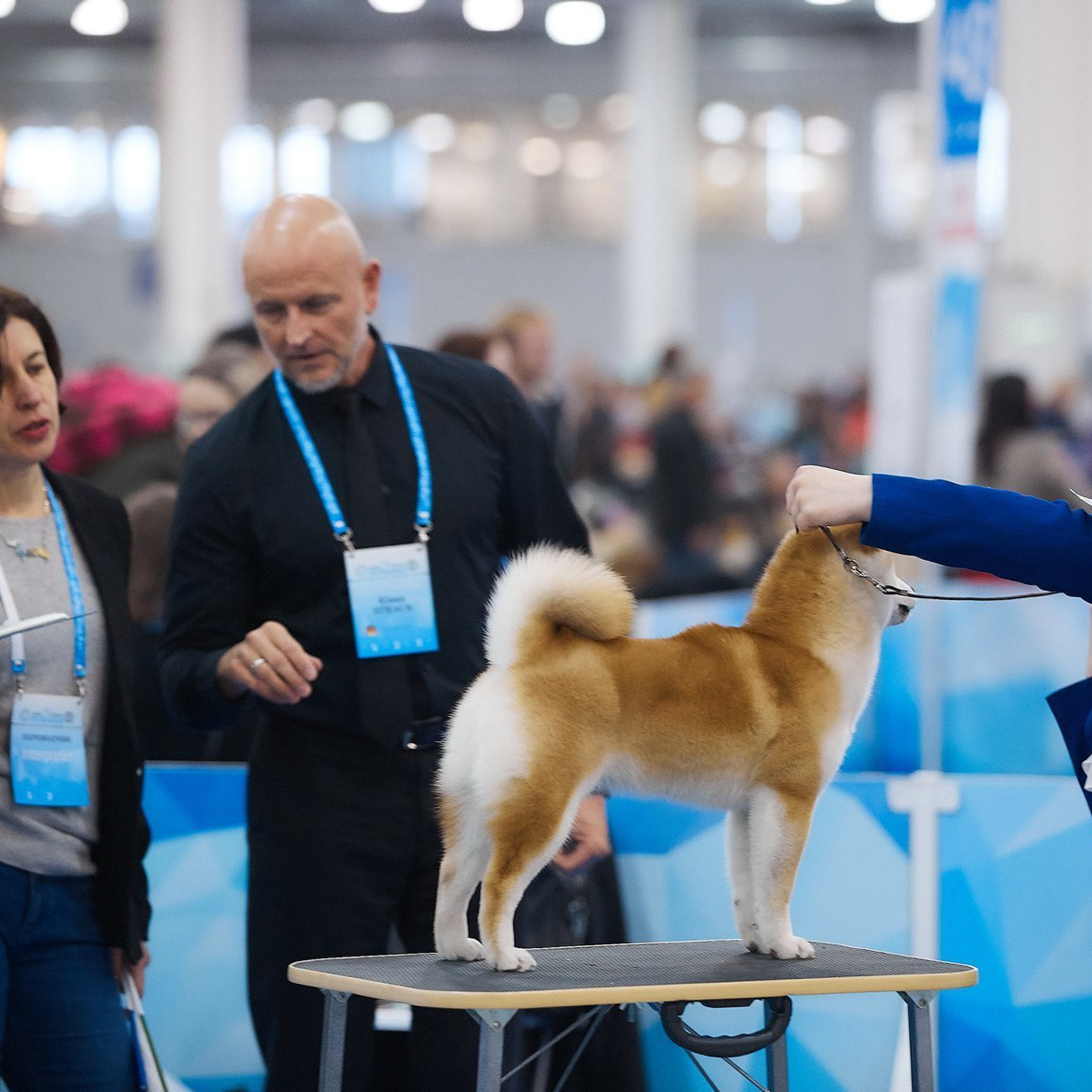 2019. SHIOMARU Shiba and Akita Inu Kennel