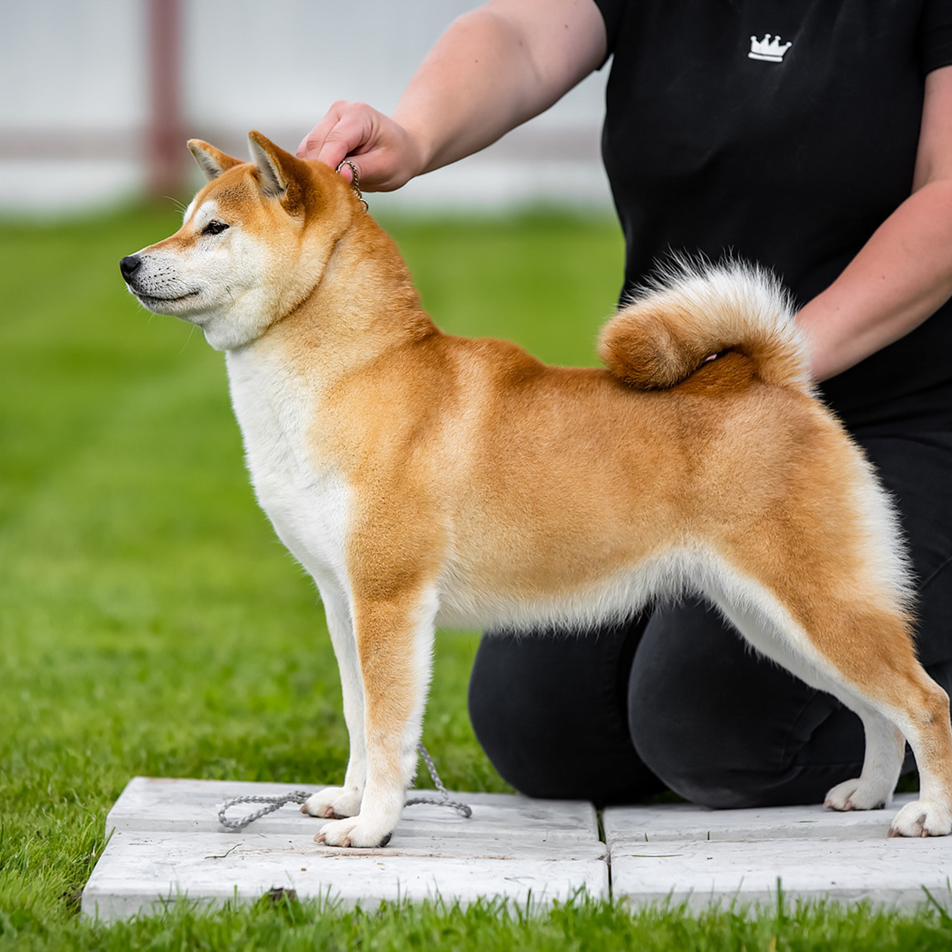 SHIOMARU QUEEN OF DRAGONS. SHIOMARU Питомник сиба и акита-ину