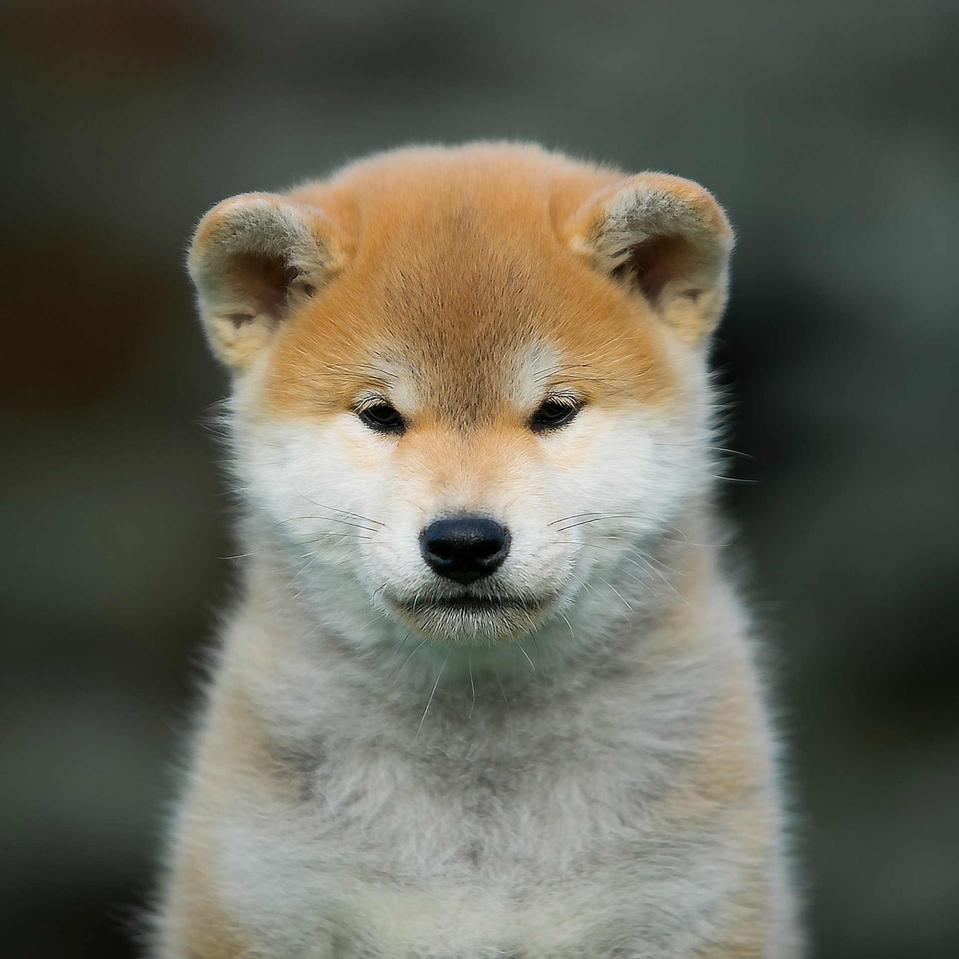 LITTER A. SHIOMARU Shiba and Akita Inu Kennel