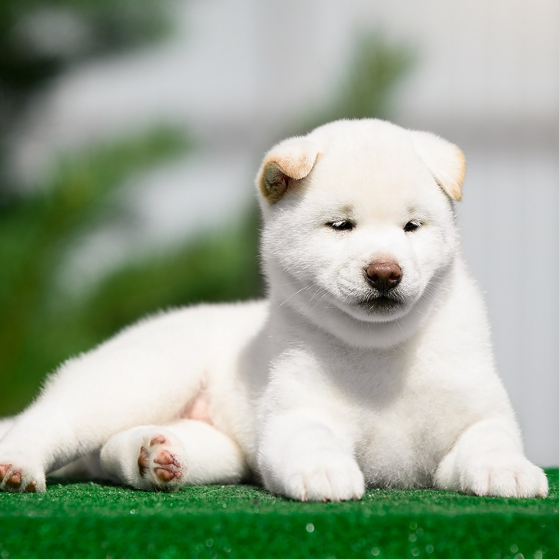 ПОМЕТ G. SHIOMARU Shiba and Akita Inu Kennel